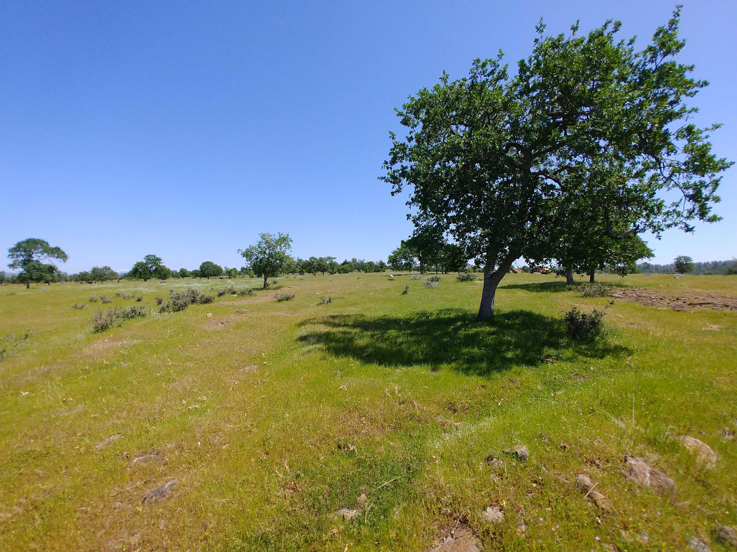 156-acres Wildcat Road Shingletown, CA 96088 - Photo 11 of 65 Grazing land
