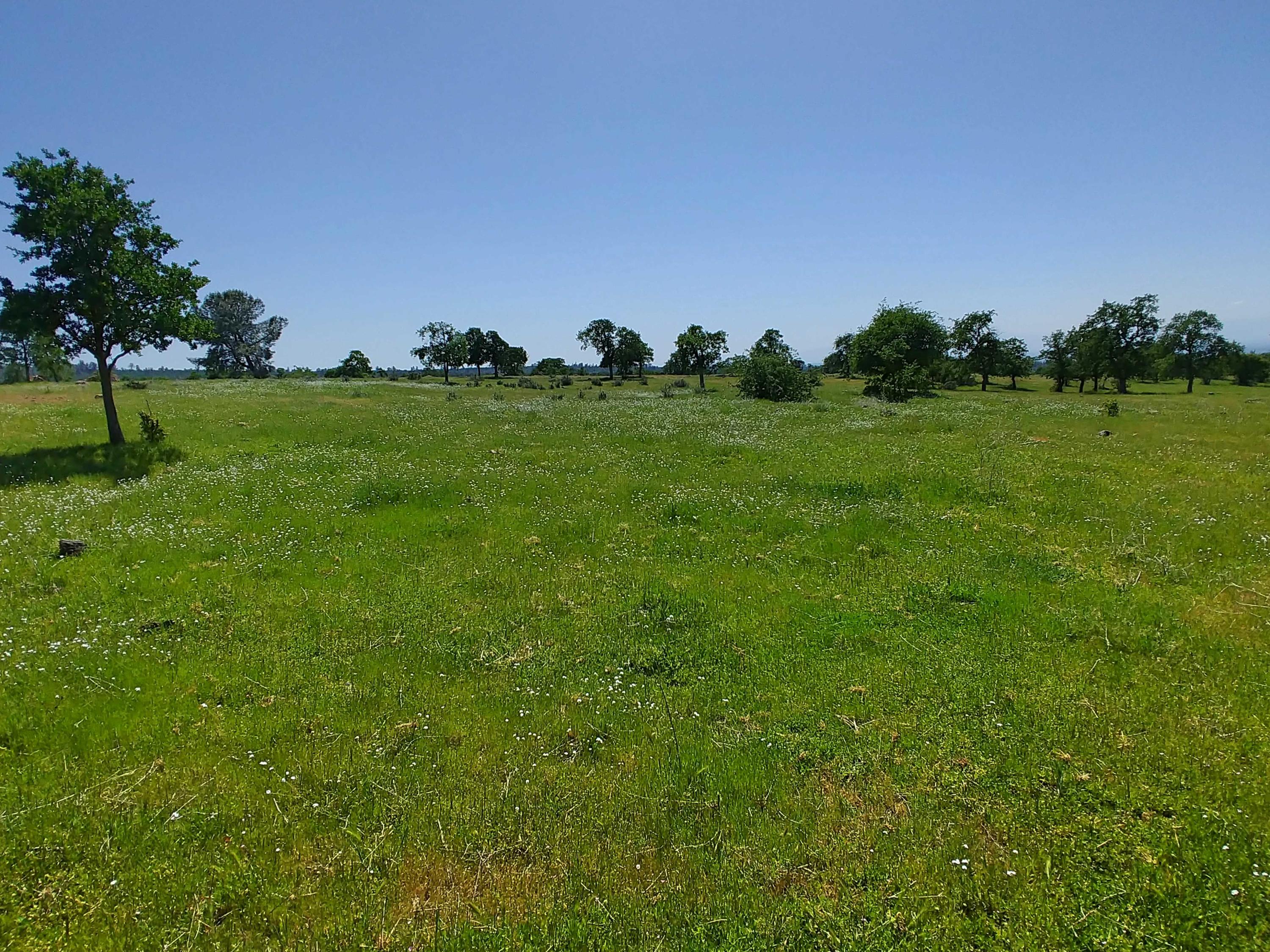 156-acres Wildcat Road Shingletown, CA 96088 - Photo 12 of 65 Green grass and wildflowers