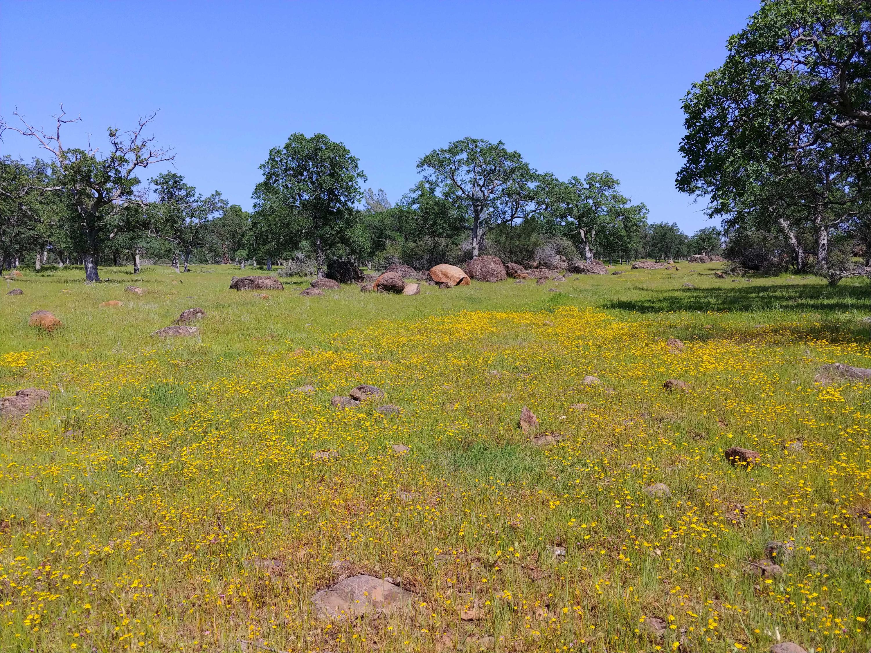 156-acres Wildcat Road Shingletown, CA 96088 - Photo 18 of 65 Wildflowers