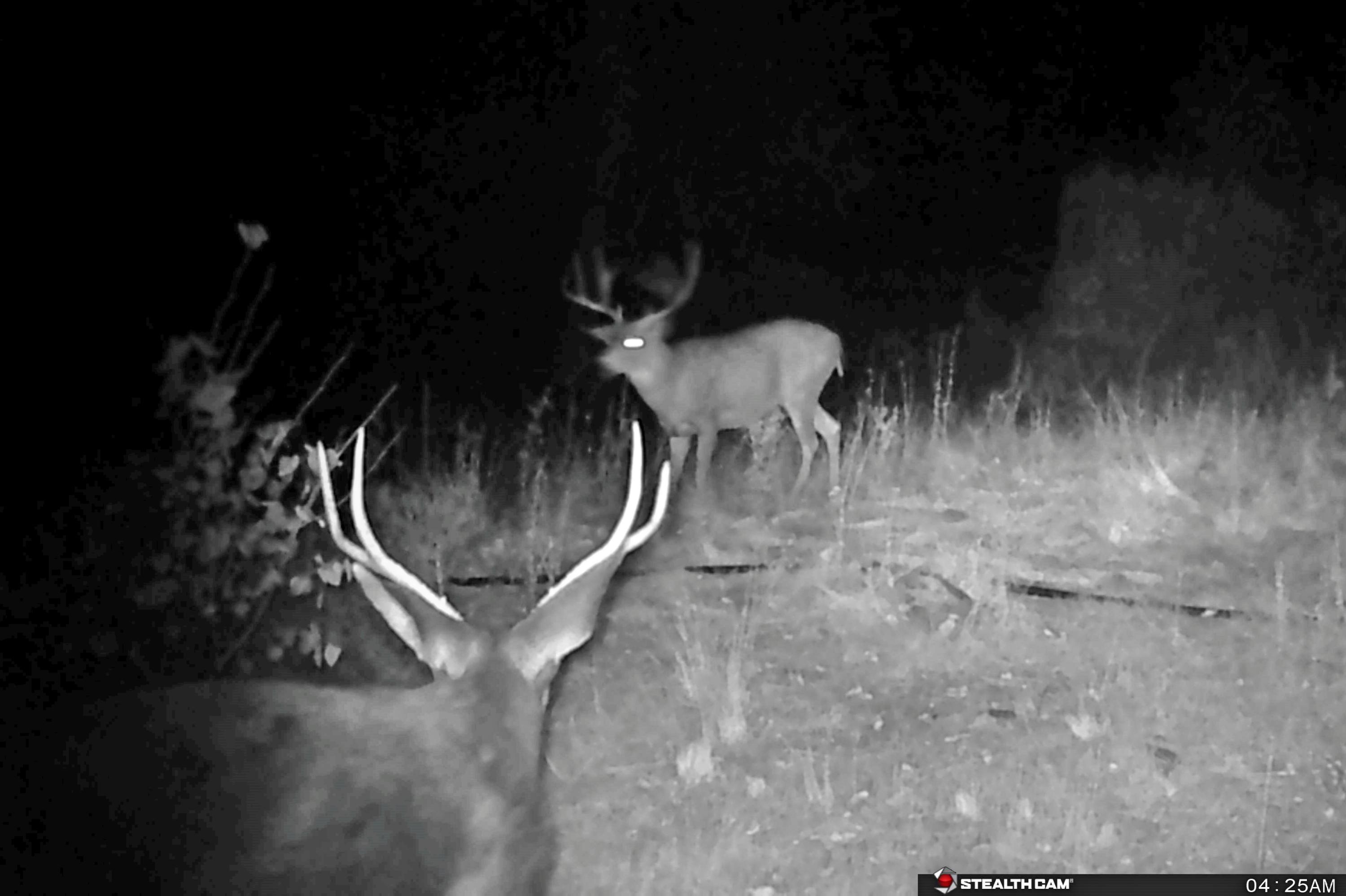 156-acres Wildcat Road Shingletown, CA 96088 - Photo 19 of 65 deer