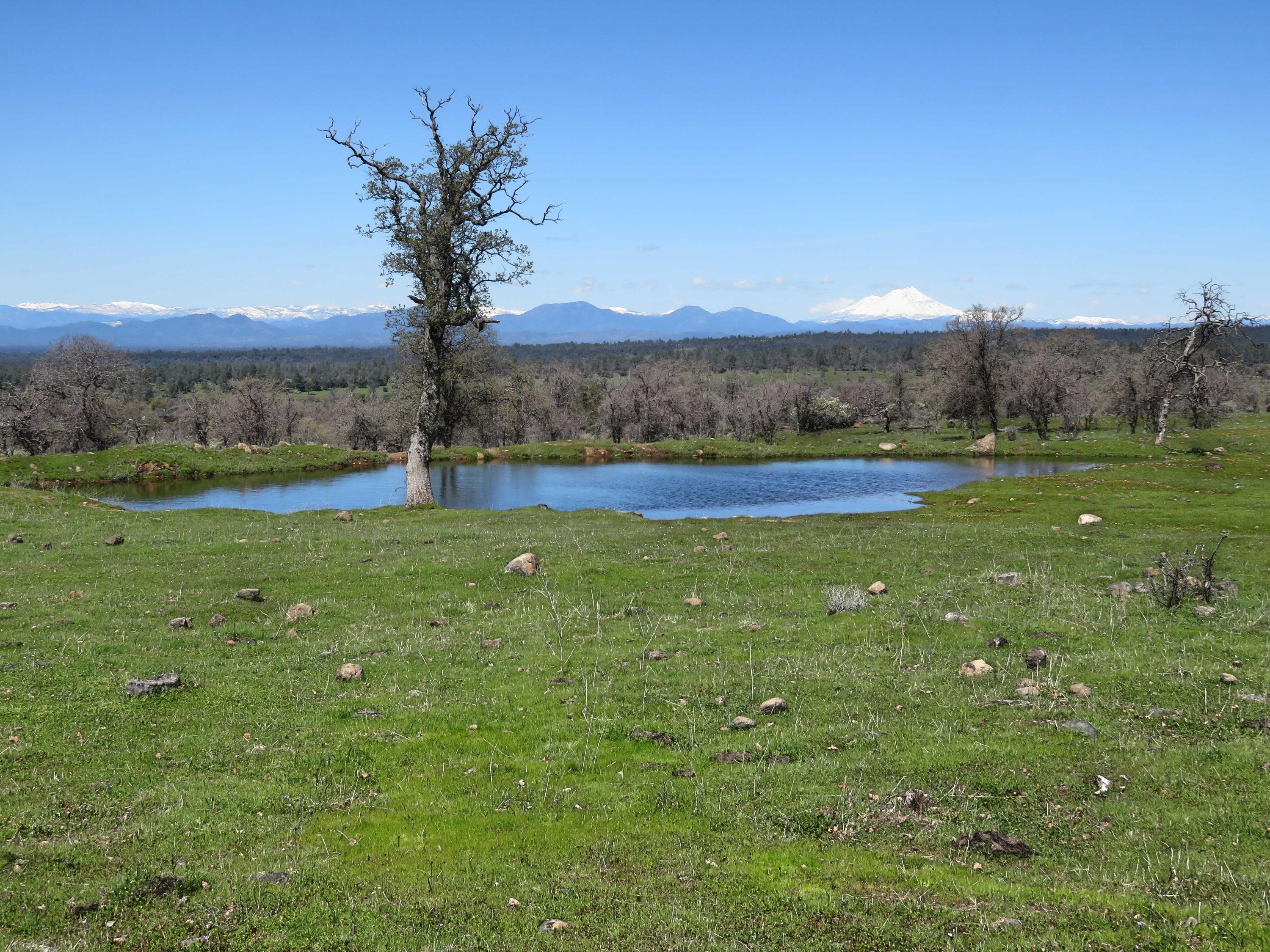 156-acres Wildcat Road Shingletown, CA 96088 - Photo 3 of 65 Pond