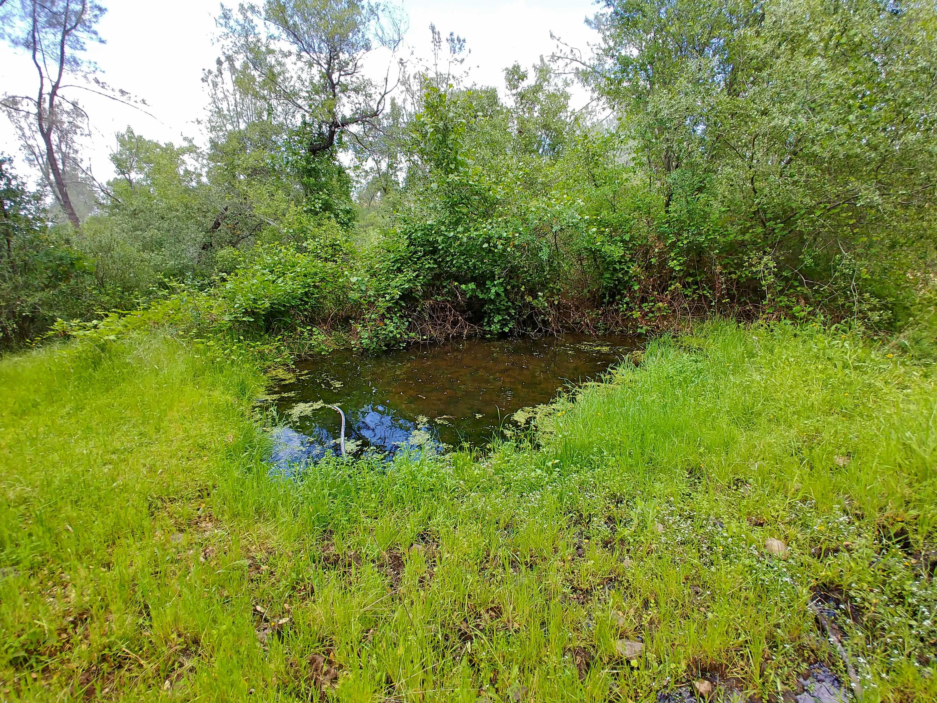 156-acres Wildcat Road Shingletown, CA 96088 - Photo 57 of 65 Small year round pond