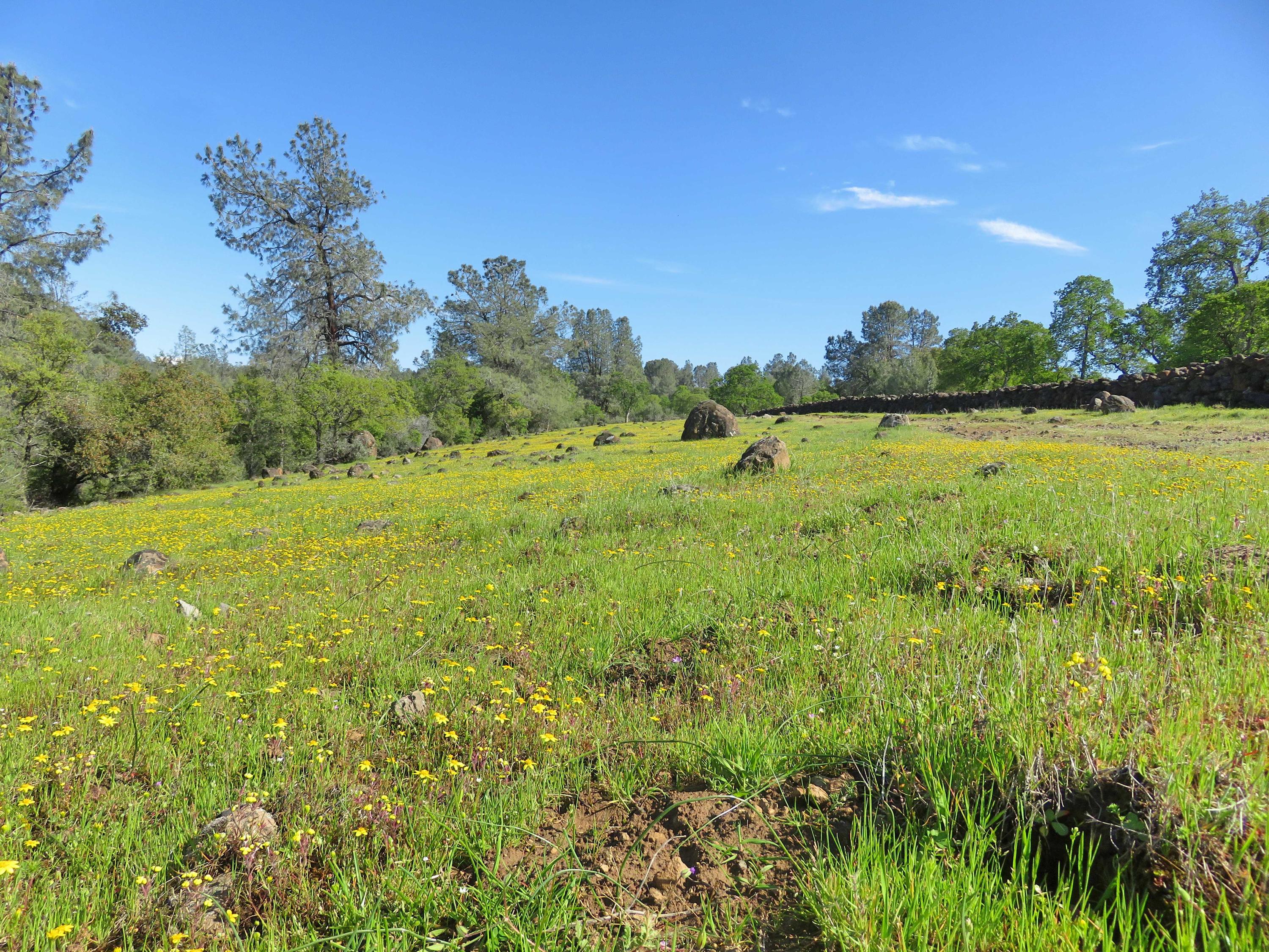 156-acres Wildcat Road Shingletown, CA 96088 - Photo 6 of 65 Pretty wildflowers