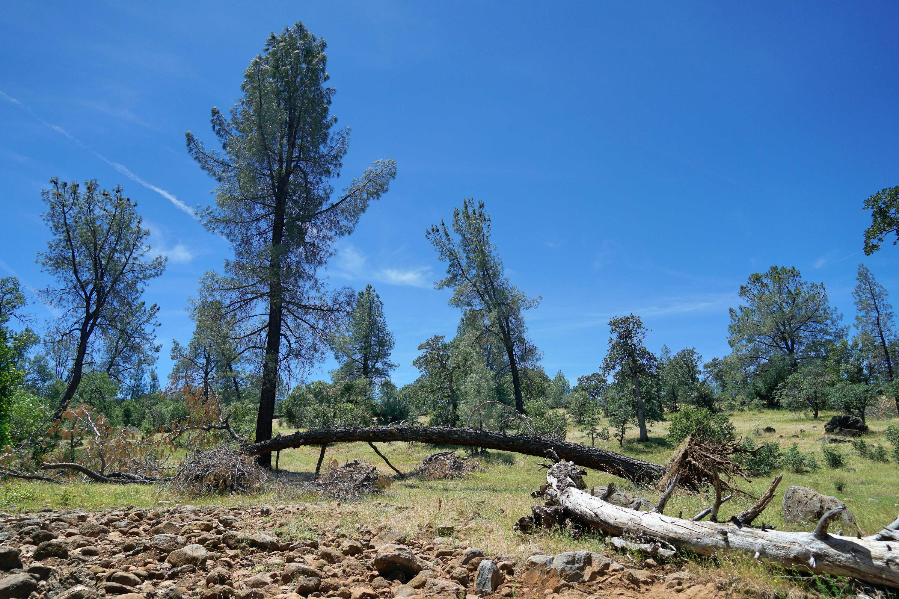 156-acres Wildcat Road Shingletown, CA 96088 - Photo 61 of 65 Trees