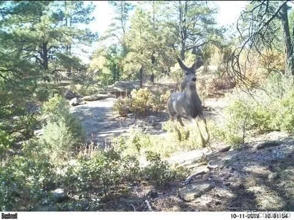 $59,900 | Rancho Lane, Weston, CO 81091