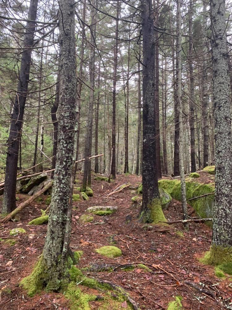 Tbd Sebasco Road Phippsburg, ME 04562 - Photo 9 of 13 131228194_834699733989689_61324016090121