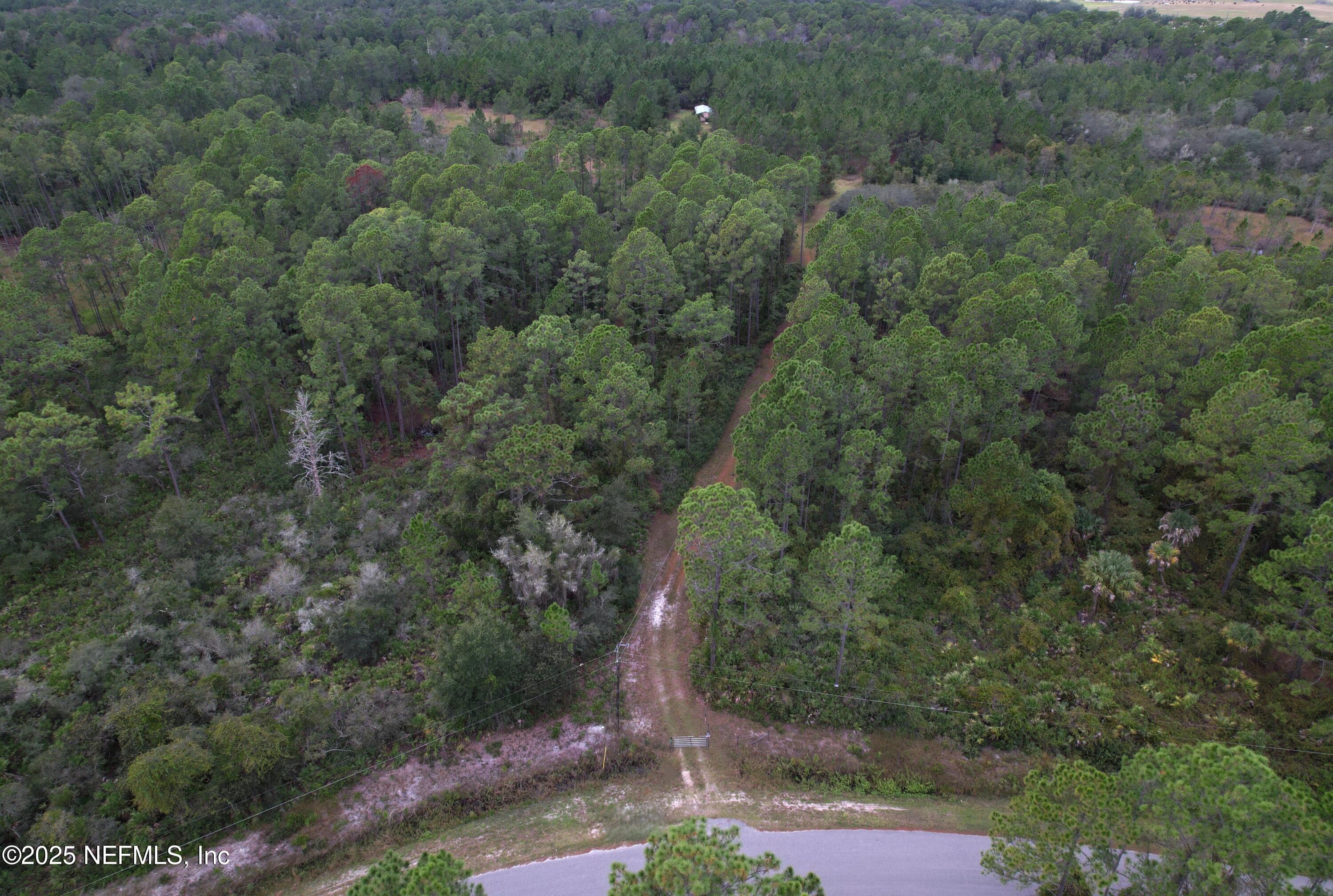139 Lakeway Drive Georgetown, FL 32139 - Photo 19 of 59 a view of a forest with a tree
