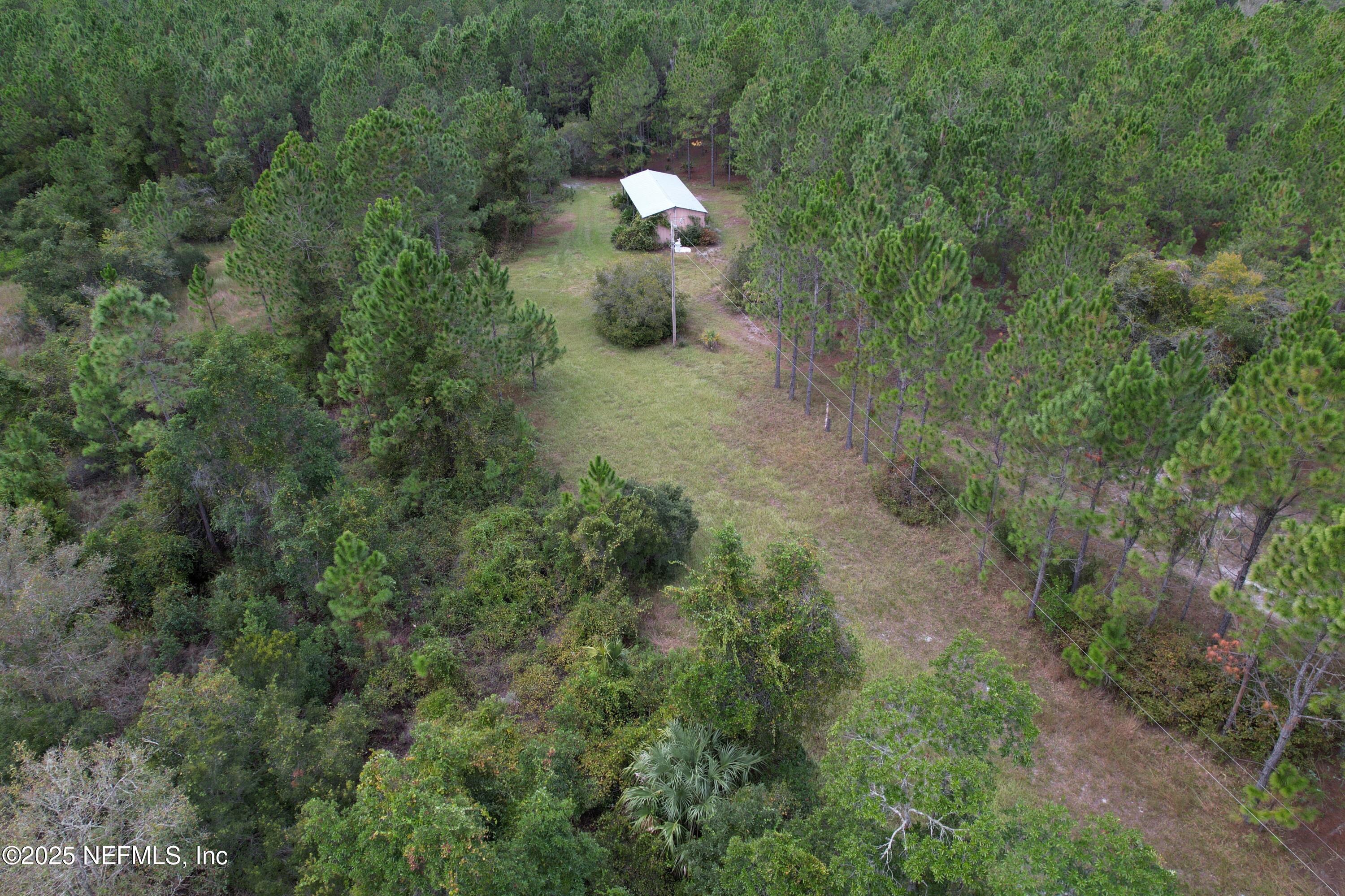139 Lakeway Drive Georgetown, FL 32139 - Photo 2 of 59 a close up of a plant in a field