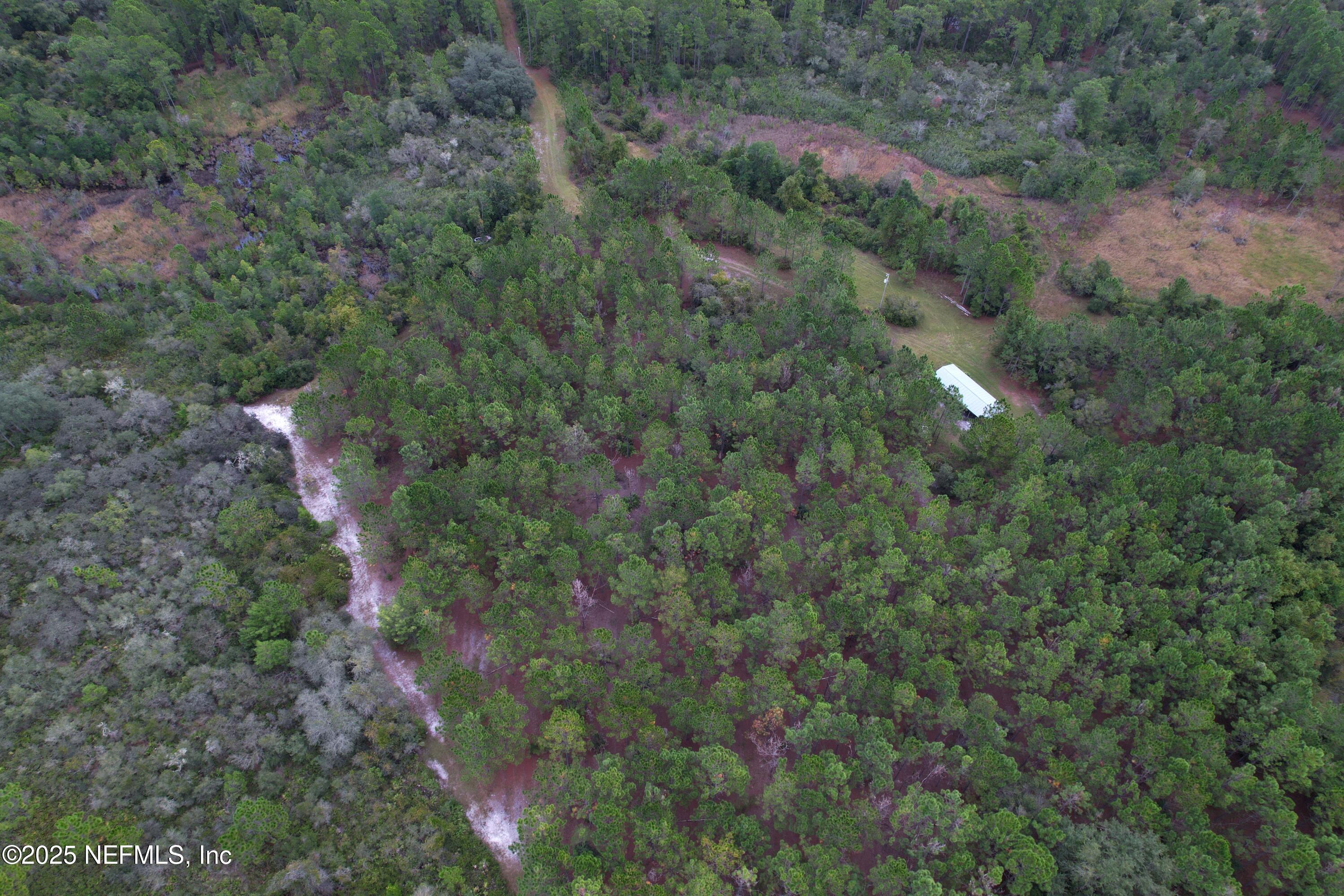 139 Lakeway Drive Georgetown, FL 32139 - Photo 28 of 59 a view of a forest with a tree