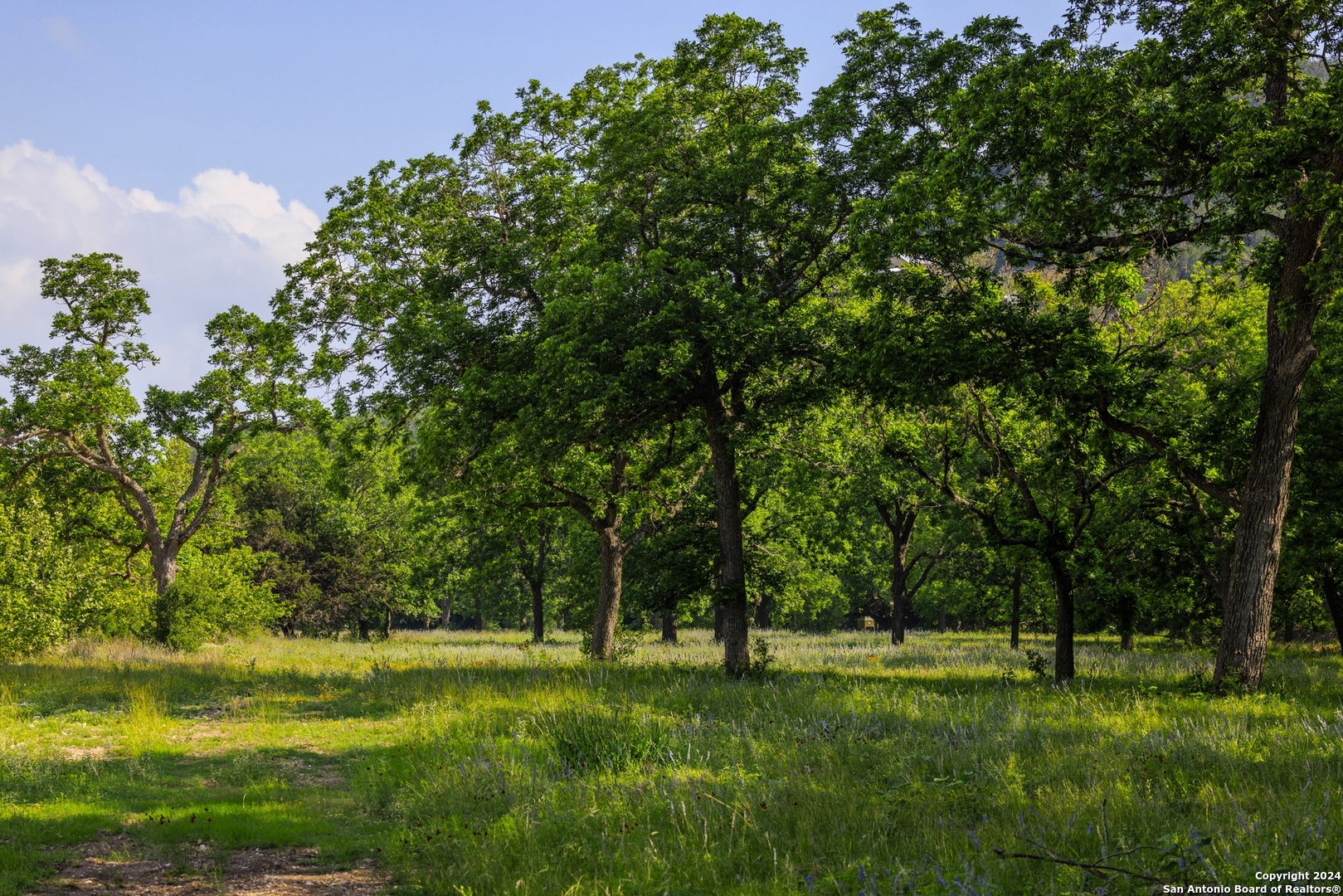 75 Rm 366 Leakey, TX 78873 - Photo 11 of 49 a grassy field with trees in the background