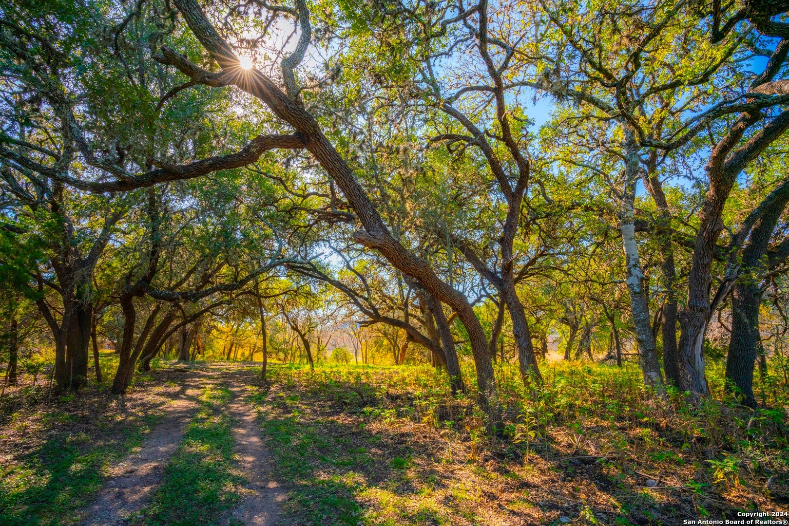 75 Rm 366 Leakey, TX 78873 - Photo 13 of 49 a backyard of a house with large trees