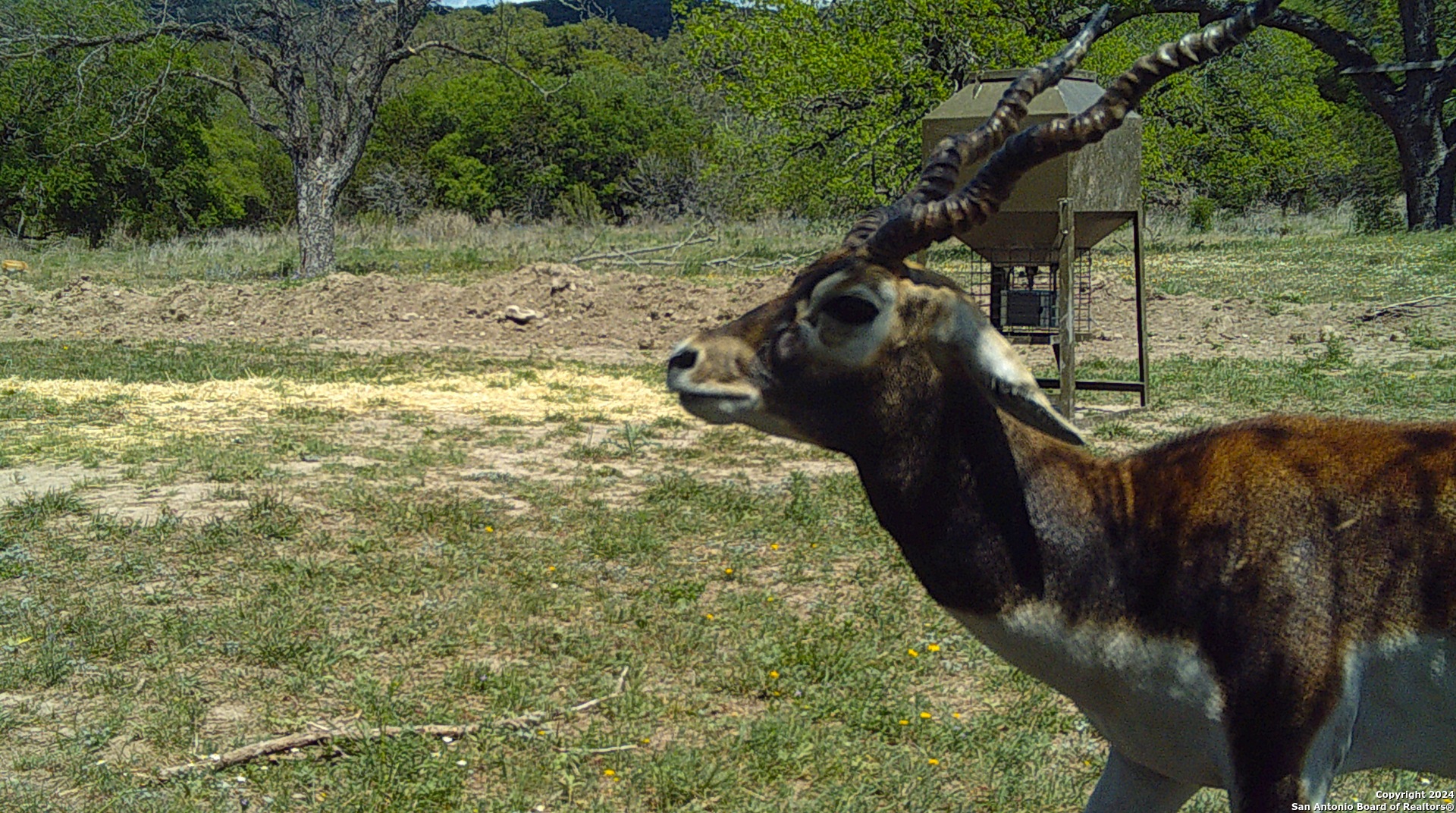 75 Rm 366 Leakey, TX 78873 - Photo 18 of 49 a view of a yard with large trees