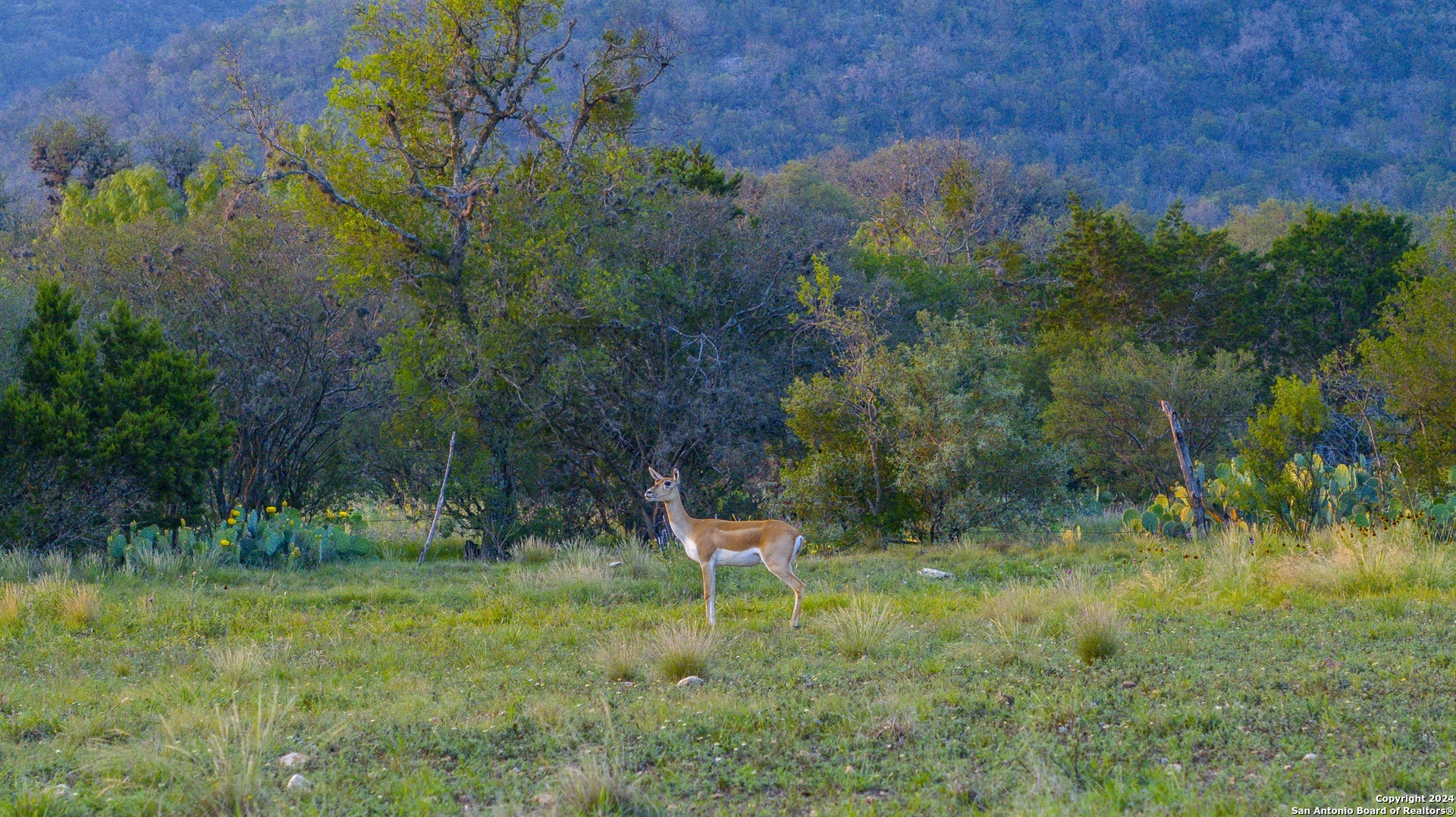75 Rm 366 Leakey, TX 78873 - Photo 2 of 49 a garden view
