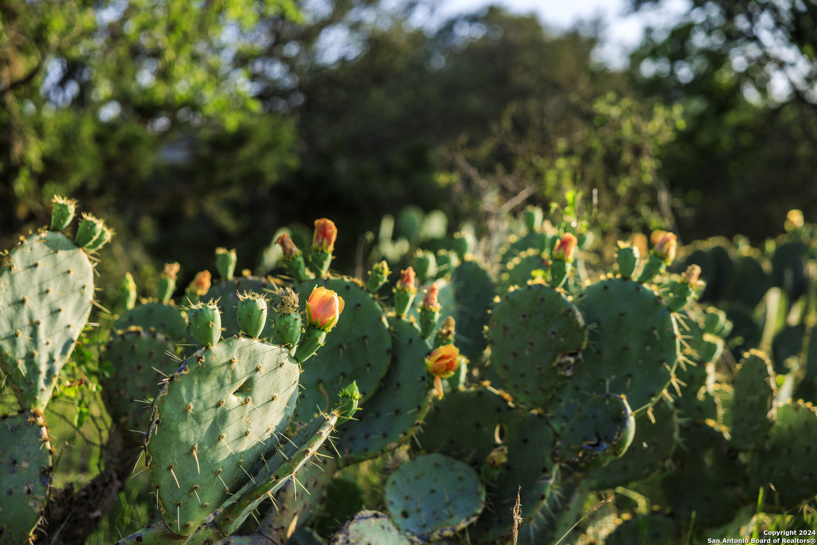 75 Rm 366 Leakey, TX 78873 - Photo 43 of 49 a close up of a plant