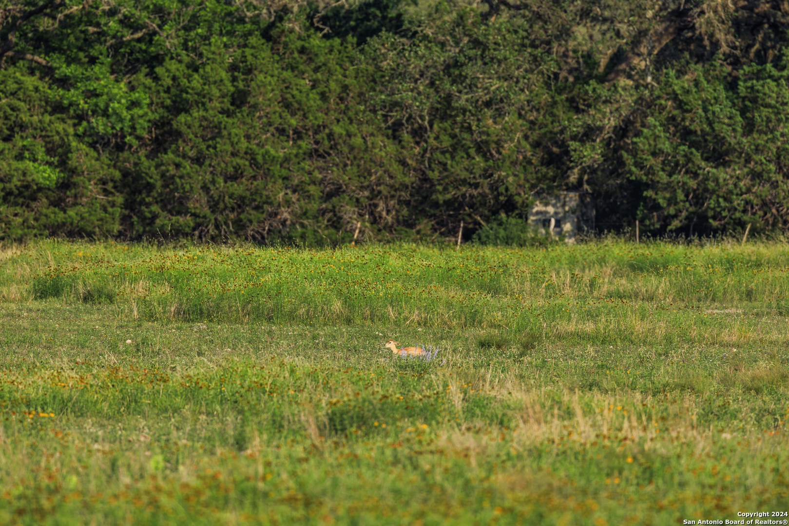 75 Rm 366 Leakey, TX 78873 - Photo 44 of 49 a view of a yard