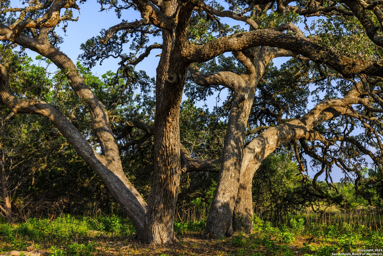 75 Rm 366 Leakey, TX 78873 - Photo 6 of 49 a view of tree