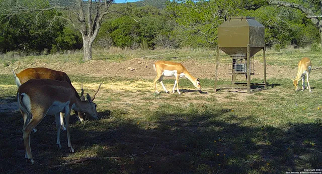 a grassy field with trees in the background