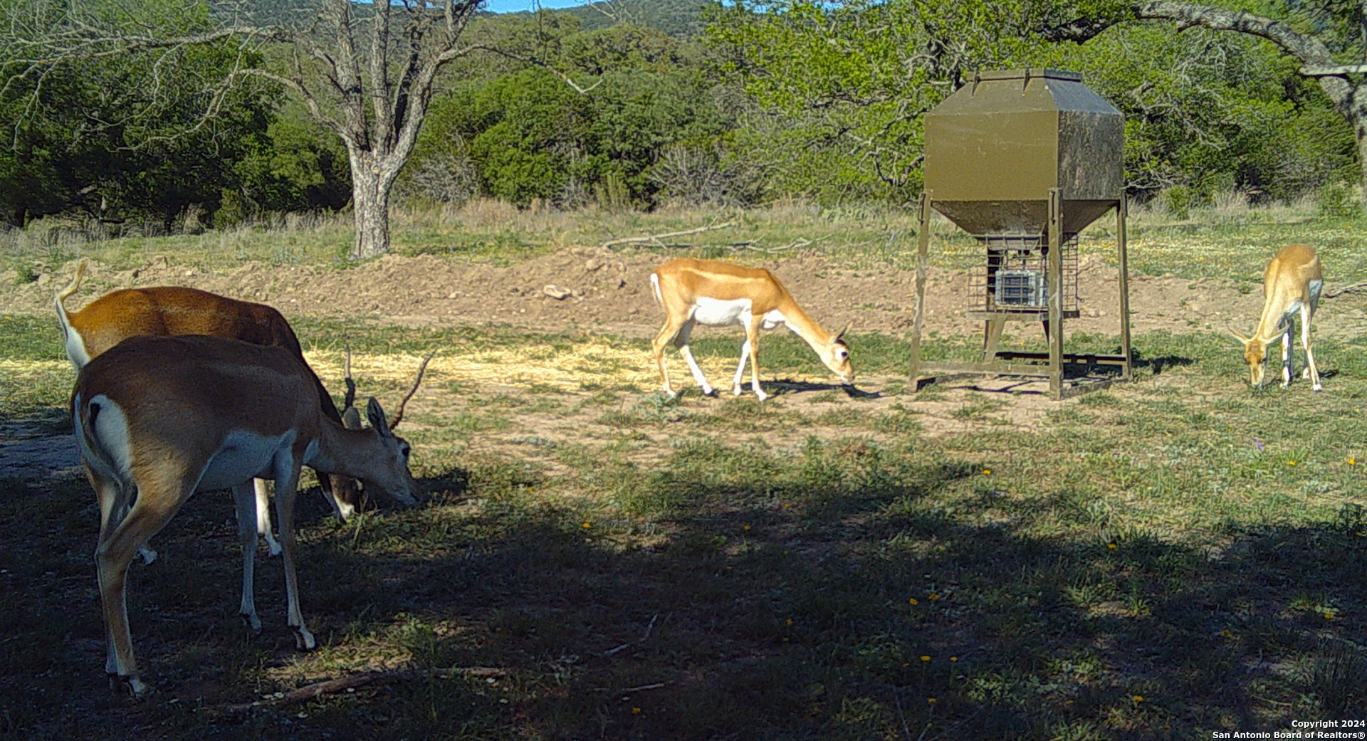 75 Rm 366 Leakey, TX 78873 - Photo 10 of 49 a backyard of a house with table and chairs