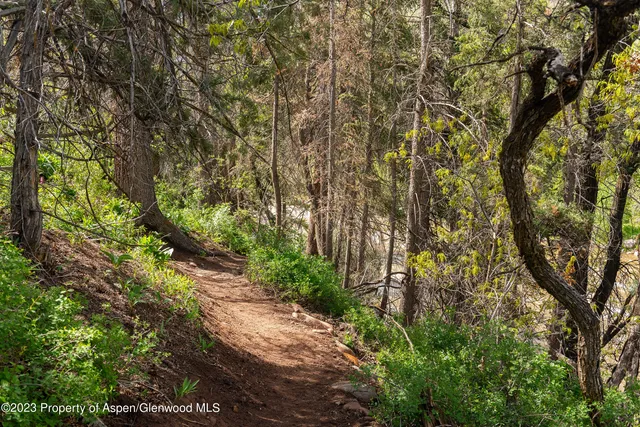 a view of a yard with plants and trees