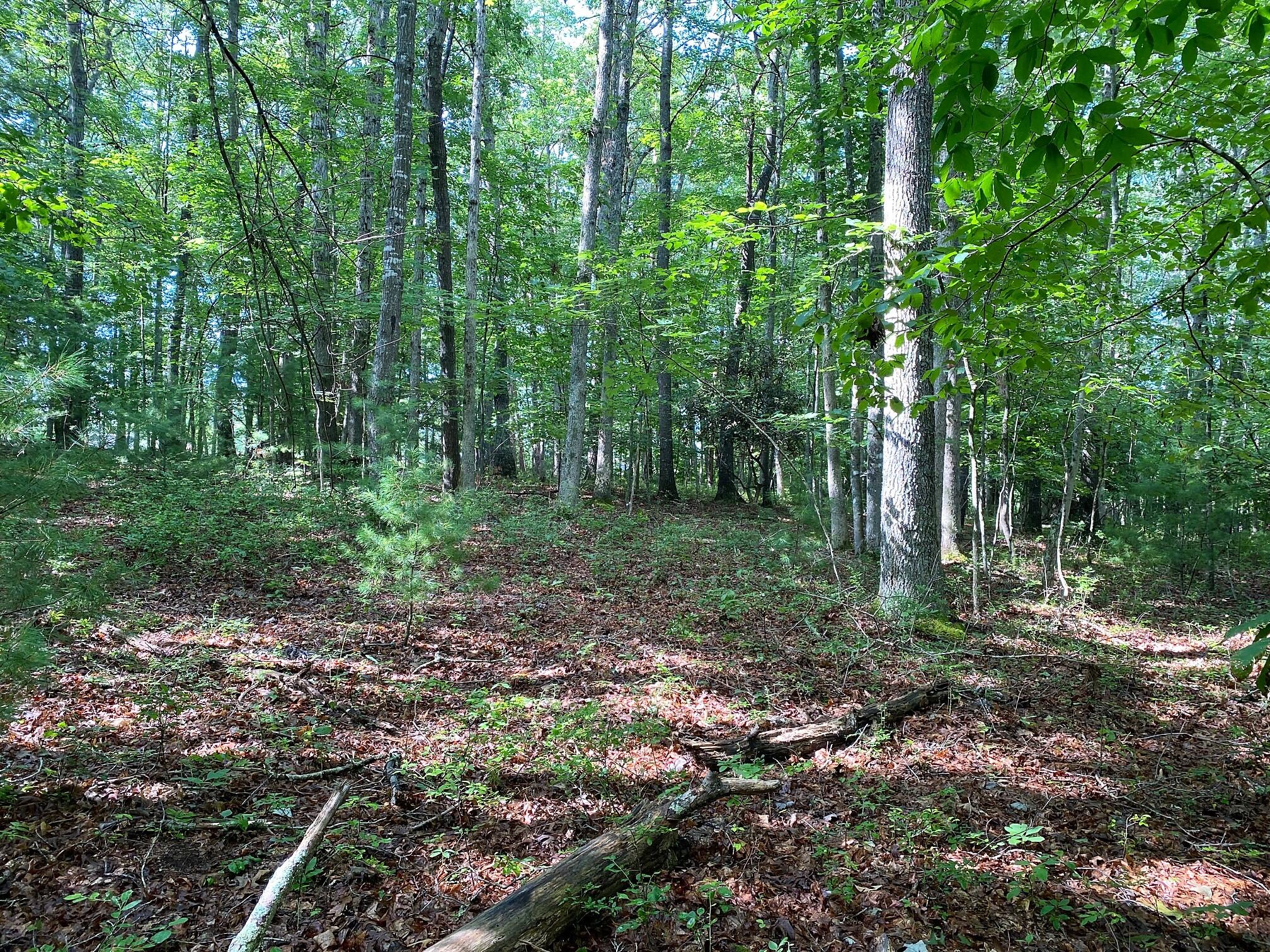 Coleman Cliff Road Frankford, WV 24938 - Photo 13 of 49 Gallery Image 13