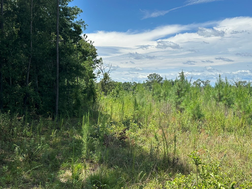 250 Adams Mill Road Clayton, AL 36016 - Photo 35 of 74