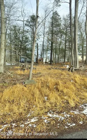 a view of a yard with trees