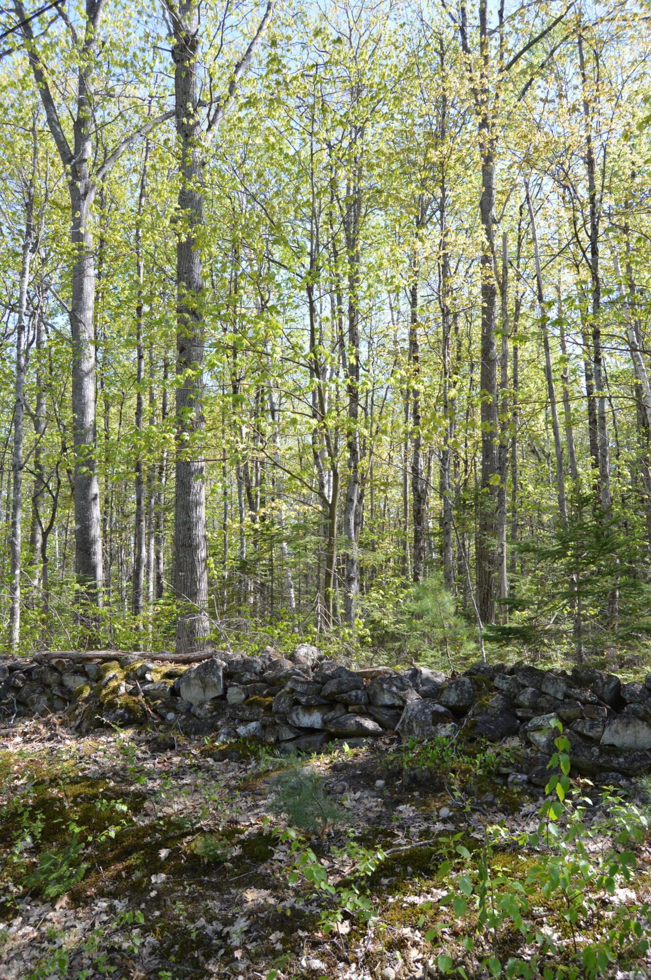 12 Map Road Phillips, ME 04966 - Photo 22 of 37 DSC_1850