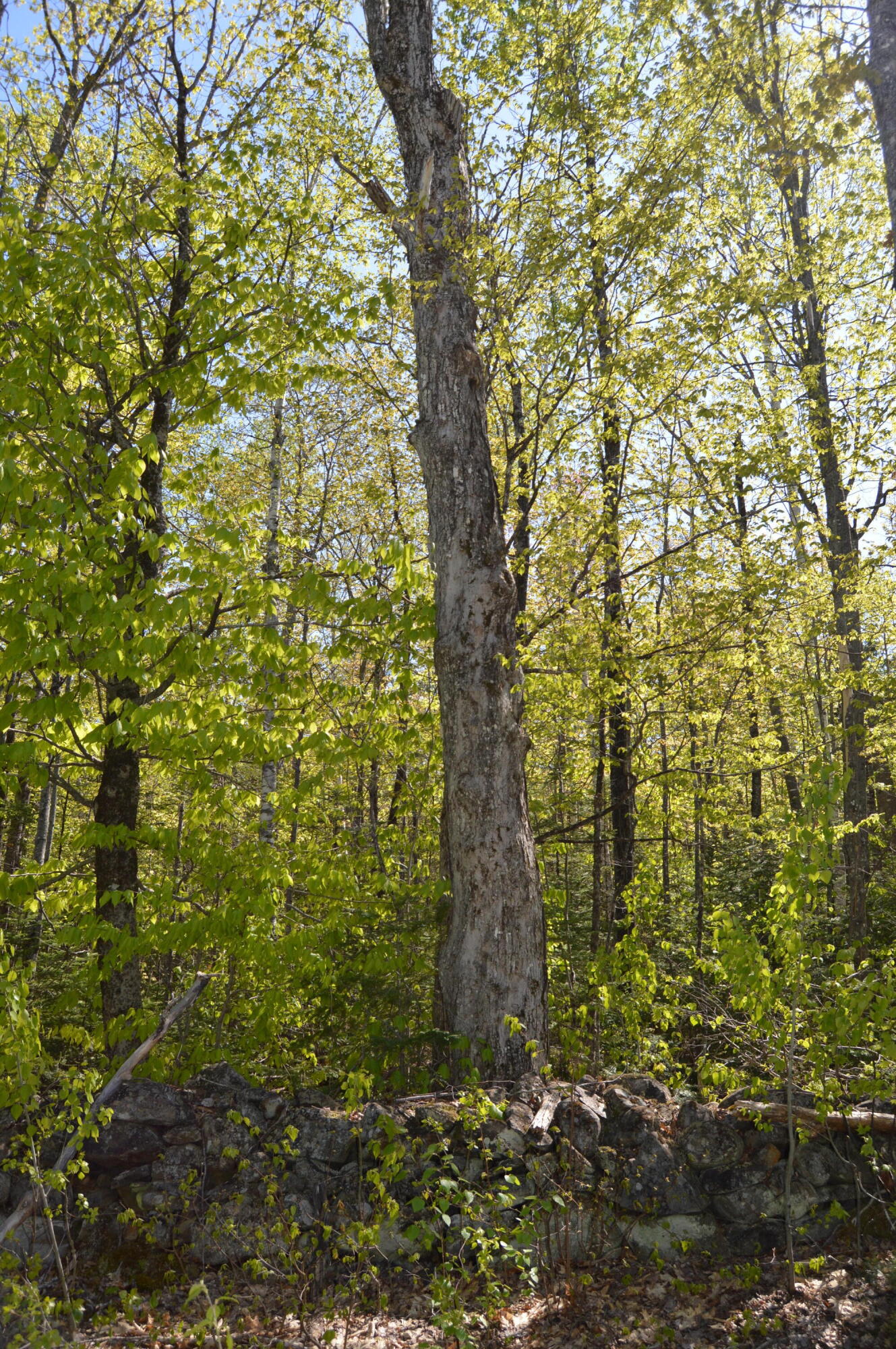 12 Map Road Phillips, ME 04966 - Photo 27 of 37 DSC_1845