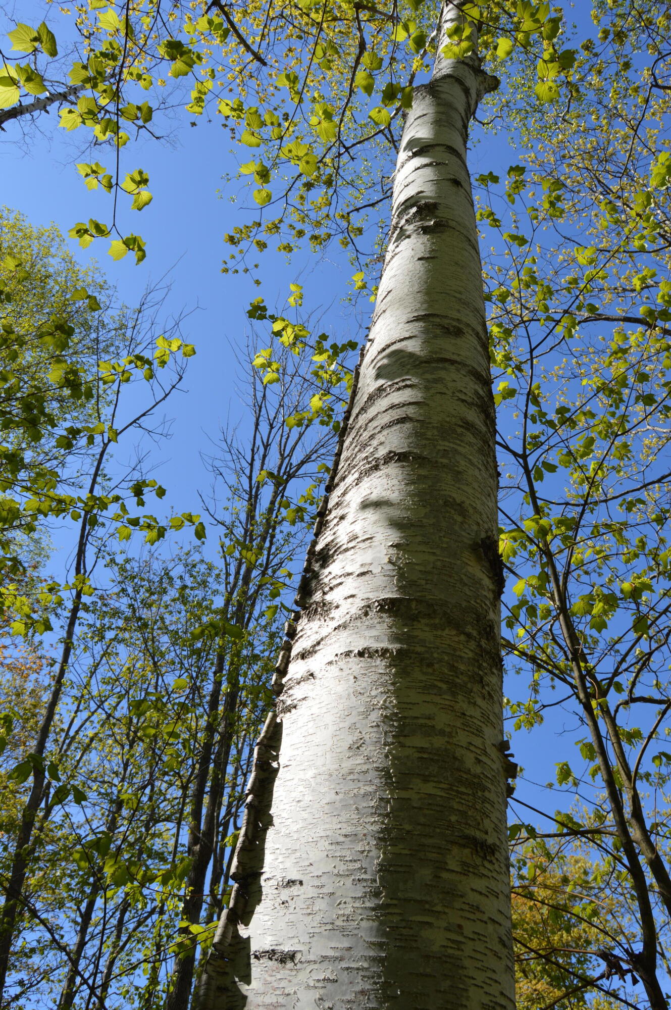 12 Map Road Phillips, ME 04966 - Photo 28 of 37 DSC_1843