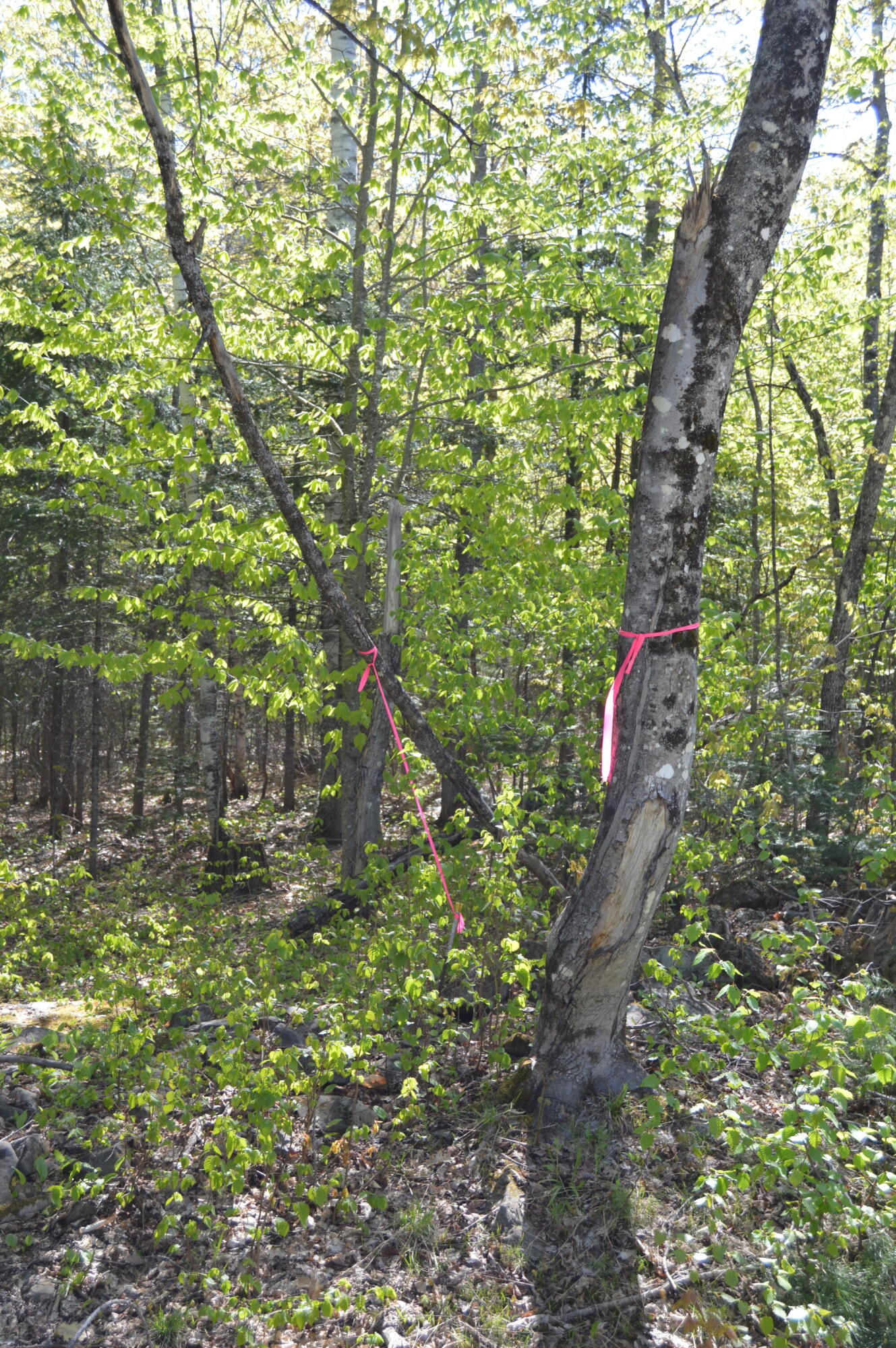 12 Map Road Phillips, ME 04966 - Photo 37 of 37 DSC_1847