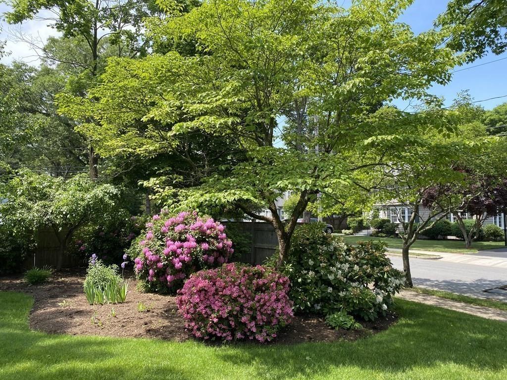 25 Clearwater Road Newton, MA 02462 - Photo 20 of 23 a view of a backyard with plants and large trees