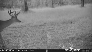 0 Esther Road Saucier, MS 39574 - Photo 11 of 11 NightBuck