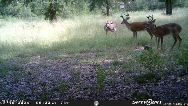 0 Esther Road Saucier, MS 39574 - Photo 5 of 11 Deer