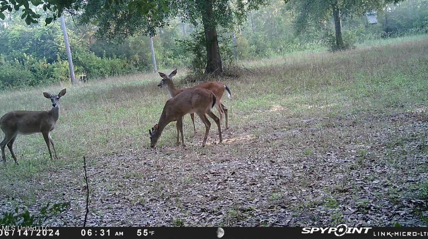 0 Esther Road Saucier, MS 39574 - Photo 9 of 11 Does
