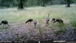 0 Esther Road Saucier, MS 39574 - Photo 10 of 11 Turkeys.png