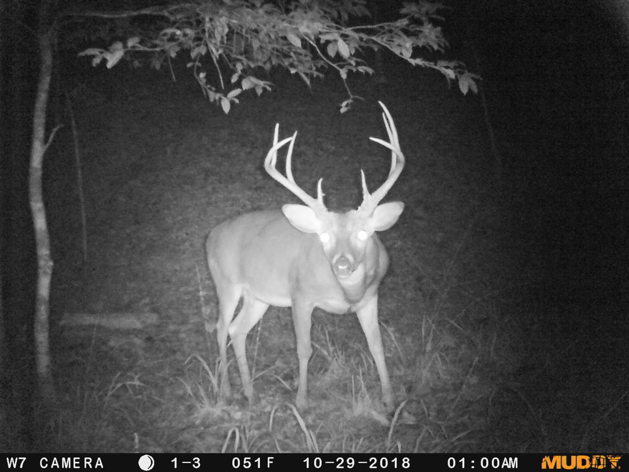 0 Byrdtown Road Hazlehurst, MS 39083 - Photo 7 of 12 Photo 7
