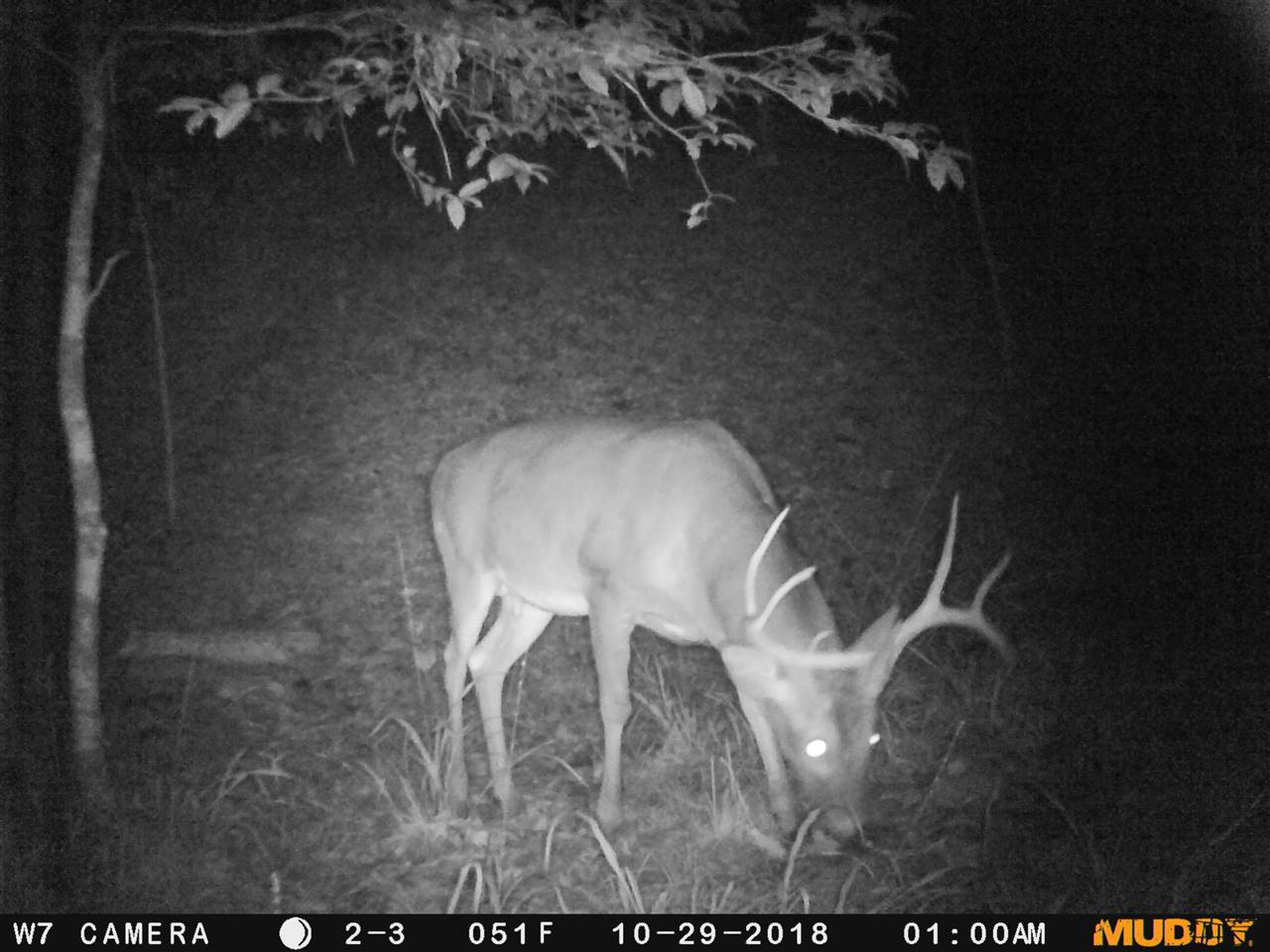 0 Byrdtown Road Hazlehurst, MS 39083 - Photo 8 of 12 Photo 8