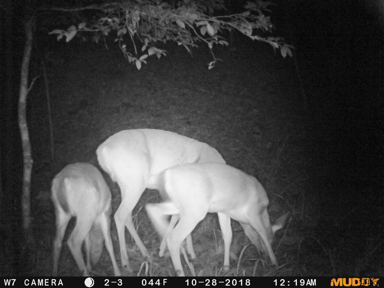 0 Byrdtown Road Hazlehurst, MS 39083 - Photo 9 of 12 Photo 9