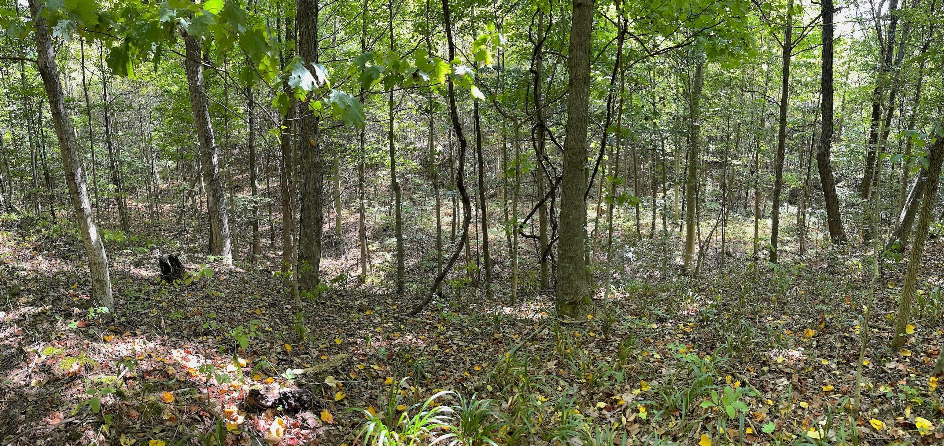 0 Porter Run Road Frankfort, OH 45628 - Photo 20 of 51 IMG_3226