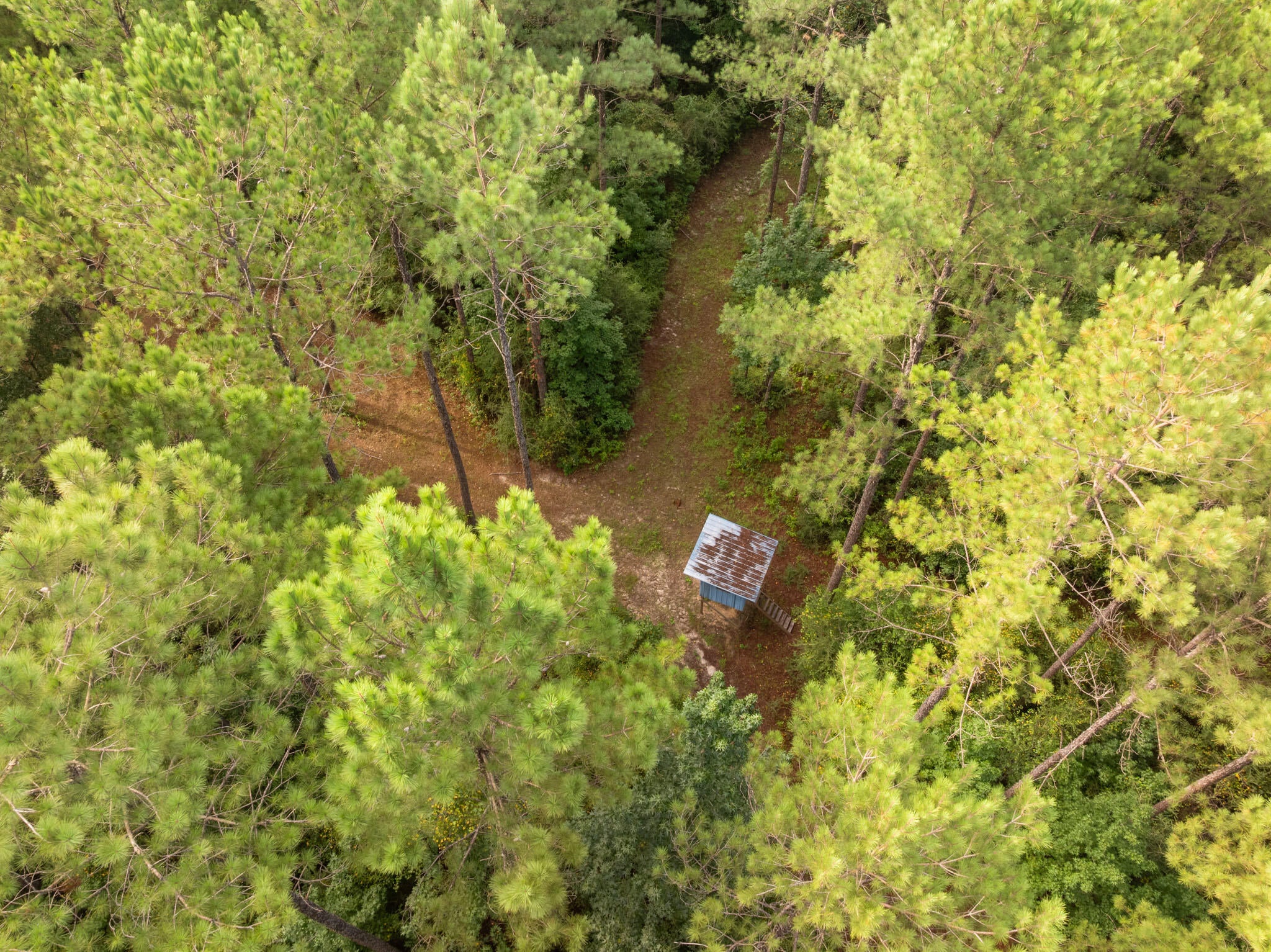 80-ac Arthur Lowe Road Lumberton, MS 39455 - Photo 5 of 18 Gallery Image 5