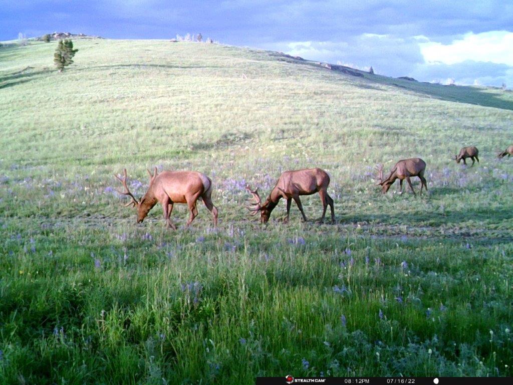 Tbd Indian Creek Road Townsend, MT 59644 - Photo 29 of 50 Gallery Image 29