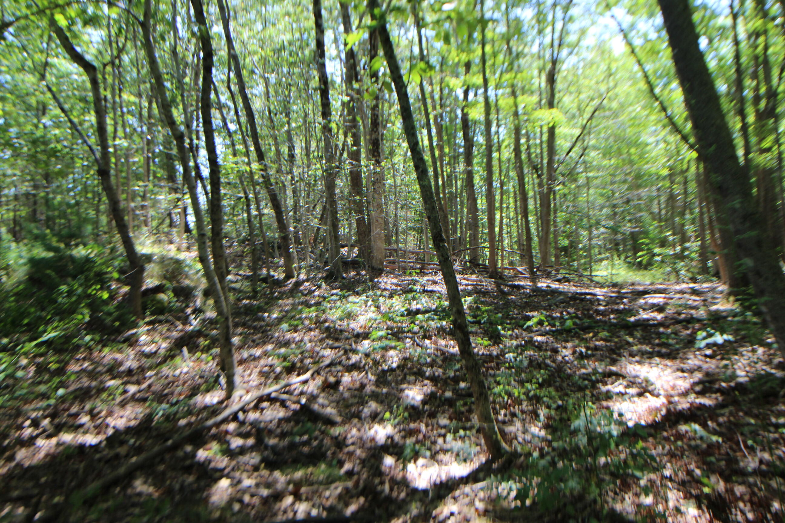 Lot 96 Pond Street Extension Street Bucksport, ME 04416 - Photo 11 of 17 IMG_0395