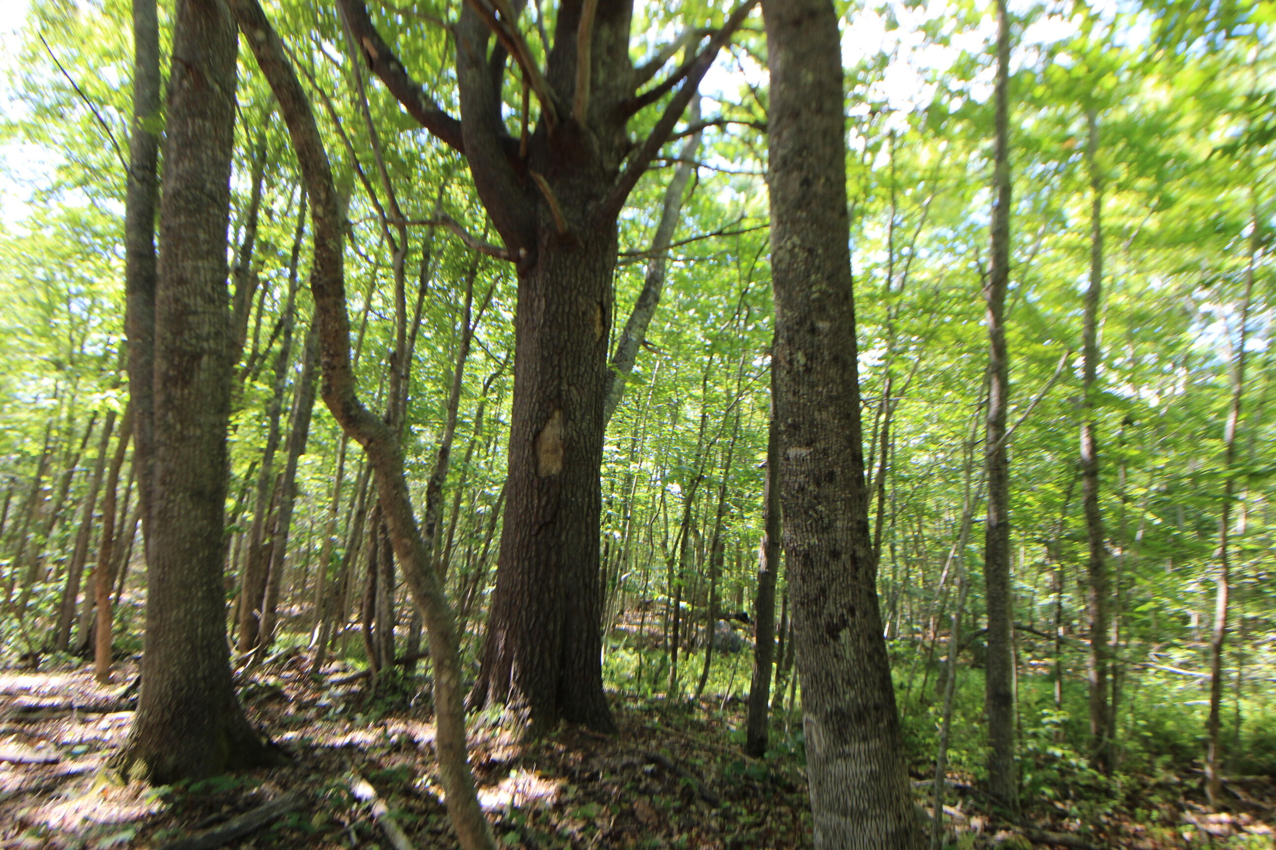 Lot 96 Pond Street Extension Street Bucksport, ME 04416 - Photo 12 of 17 IMG_0396