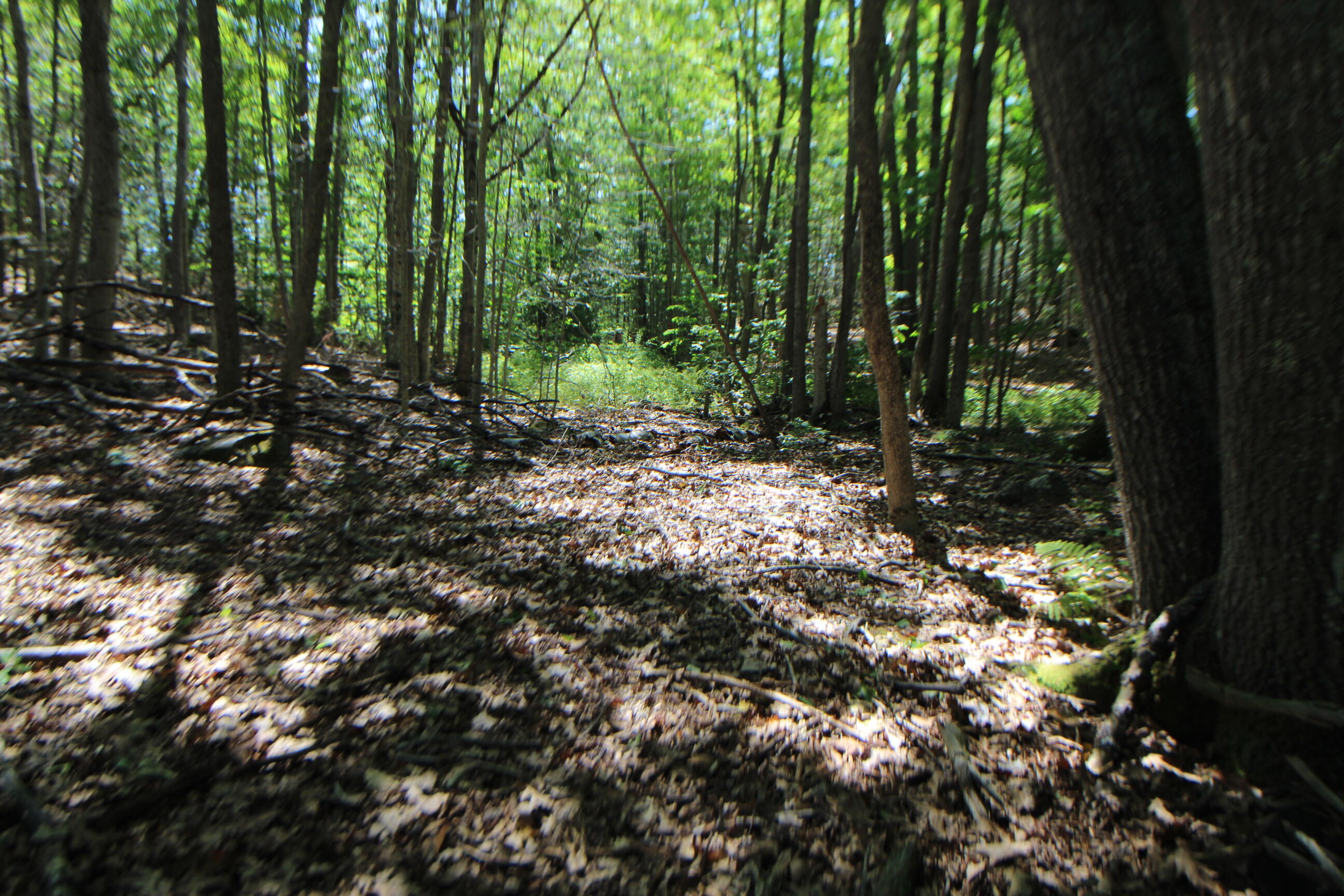 Lot 96 Pond Street Extension Street Bucksport, ME 04416 - Photo 13 of 17 IMG_0397