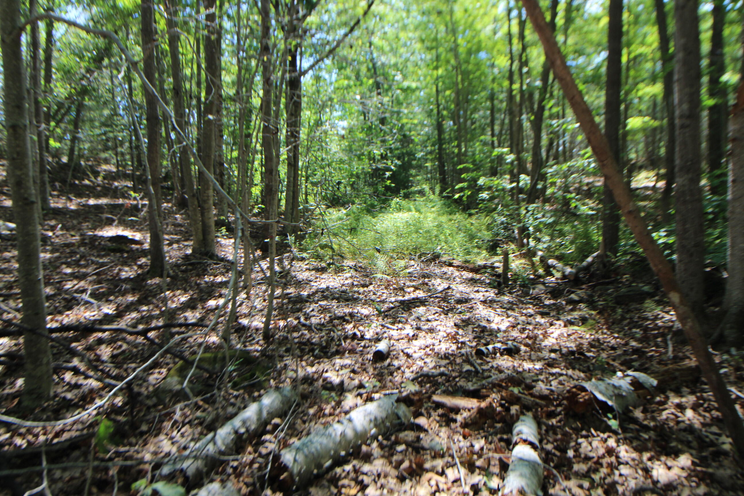Lot 96 Pond Street Extension Street Bucksport, ME 04416 - Photo 14 of 17 IMG_0398