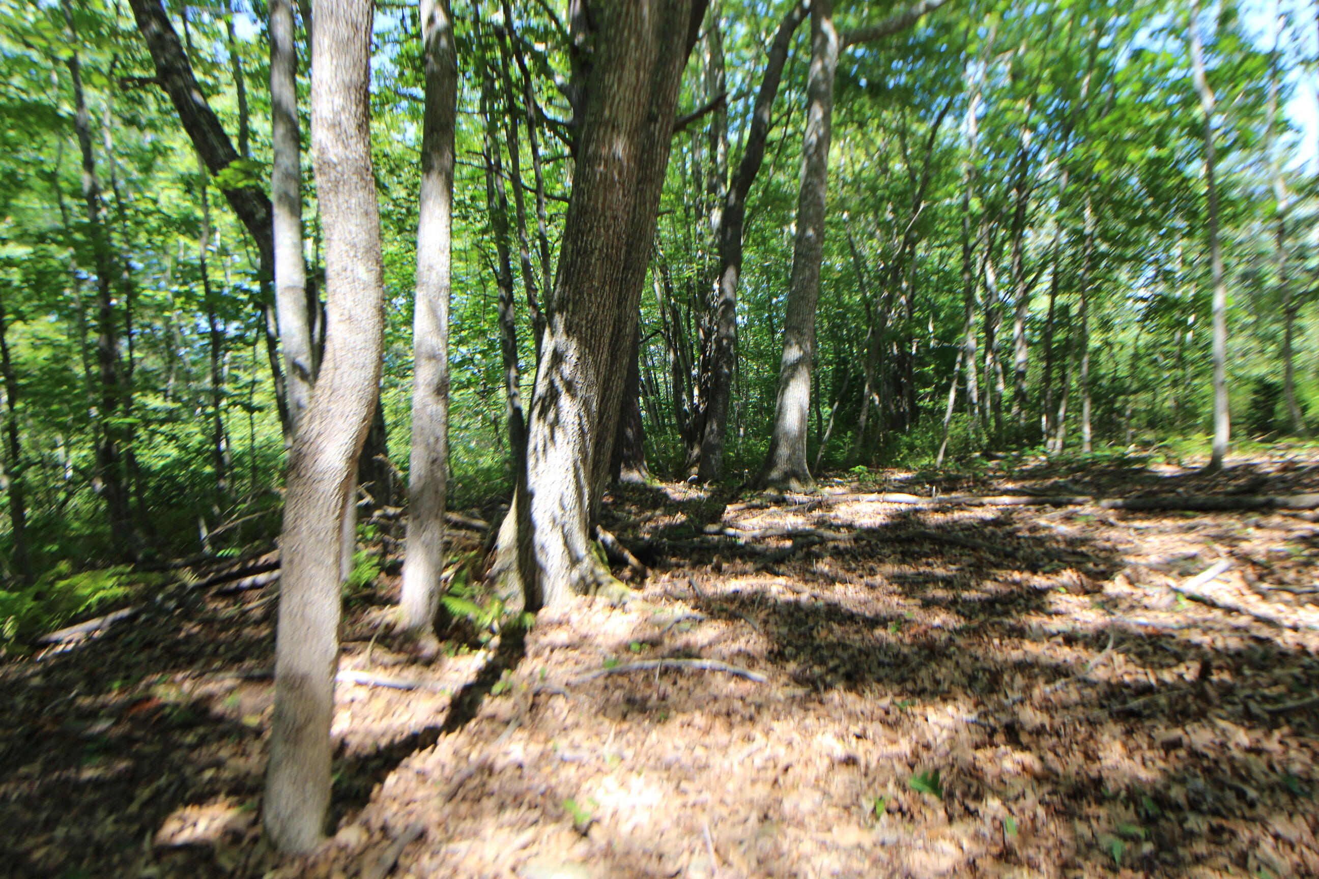 Lot 96 Pond Street Extension Street Bucksport, ME 04416 - Photo 16 of 17 IMG_0400