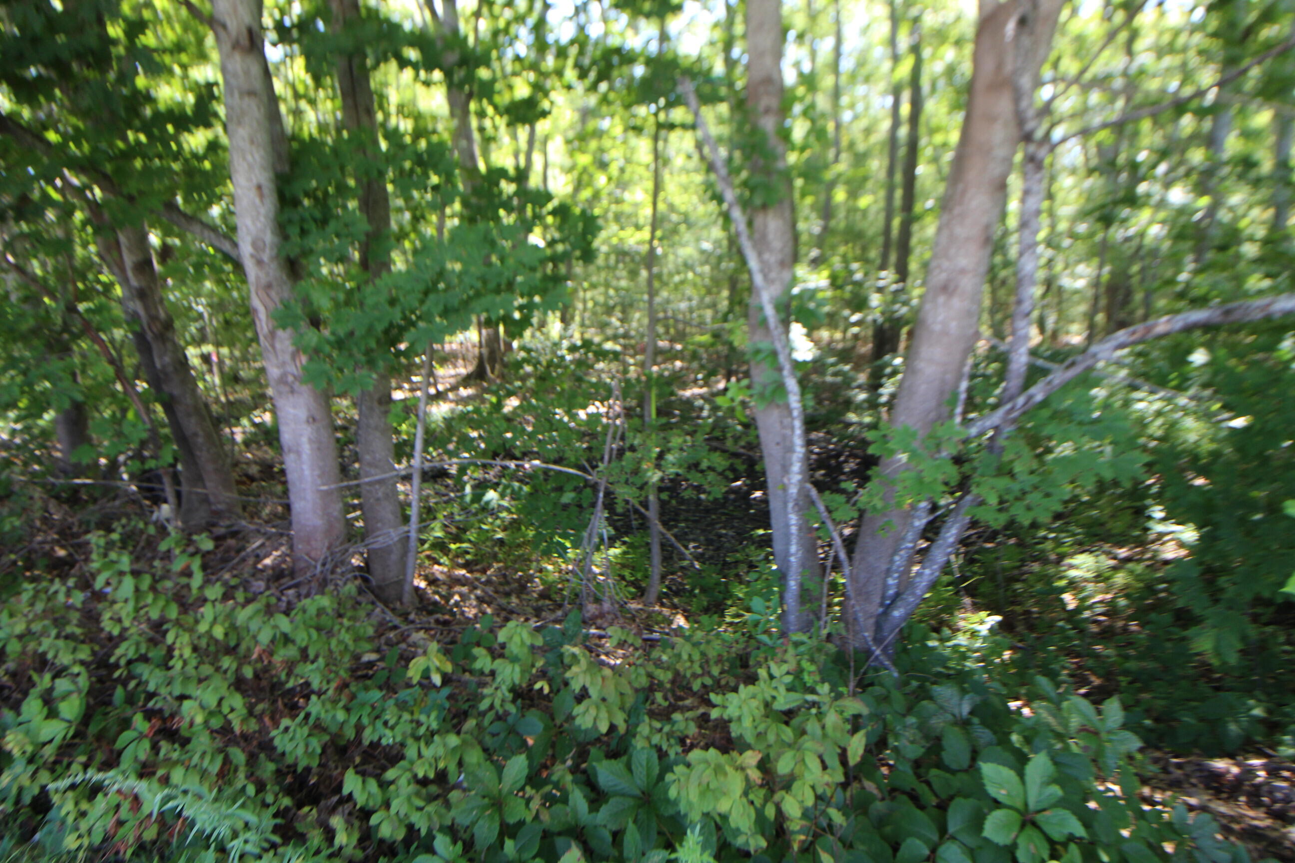 Lot 96 Pond Street Extension Street Bucksport, ME 04416 - Photo 17 of 17 IMG_0386