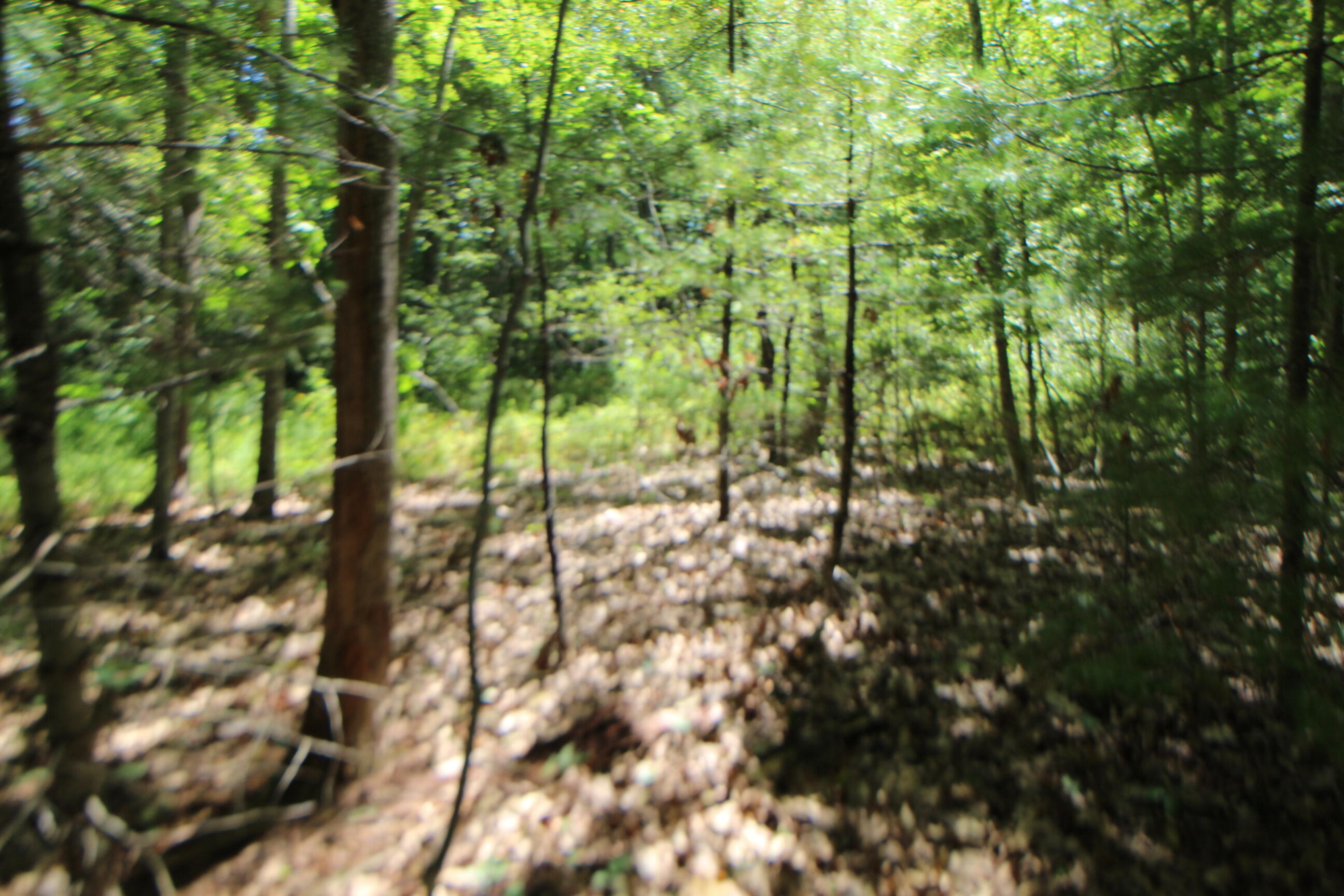 Lot 96 Pond Street Extension Street Bucksport, ME 04416 - Photo 6 of 17 IMG_0390