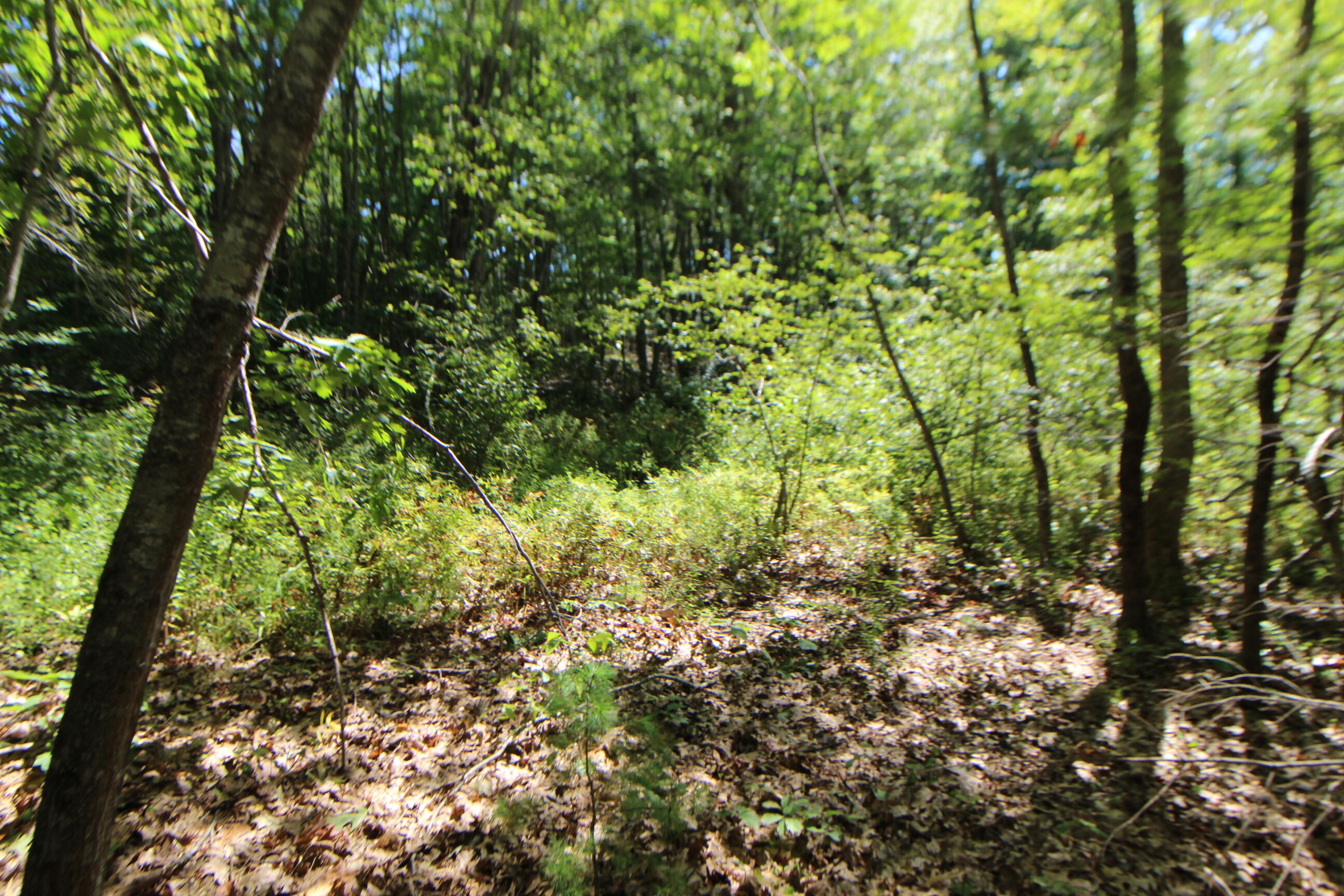 Lot 96 Pond Street Extension Street Bucksport, ME 04416 - Photo 7 of 17 IMG_0391