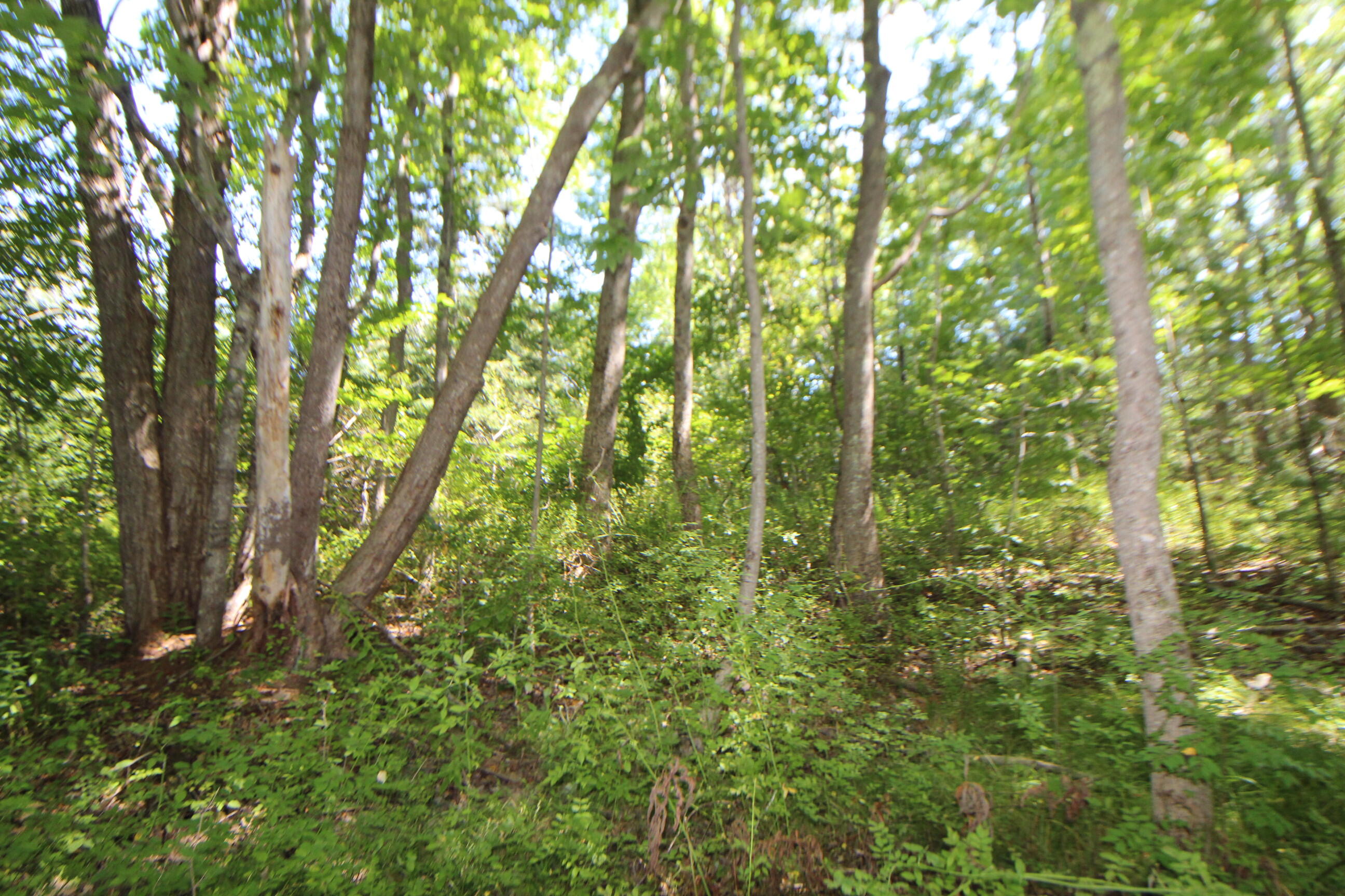 Lot 96 Pond Street Extension Street Bucksport, ME 04416 - Photo 9 of 17 IMG_0393